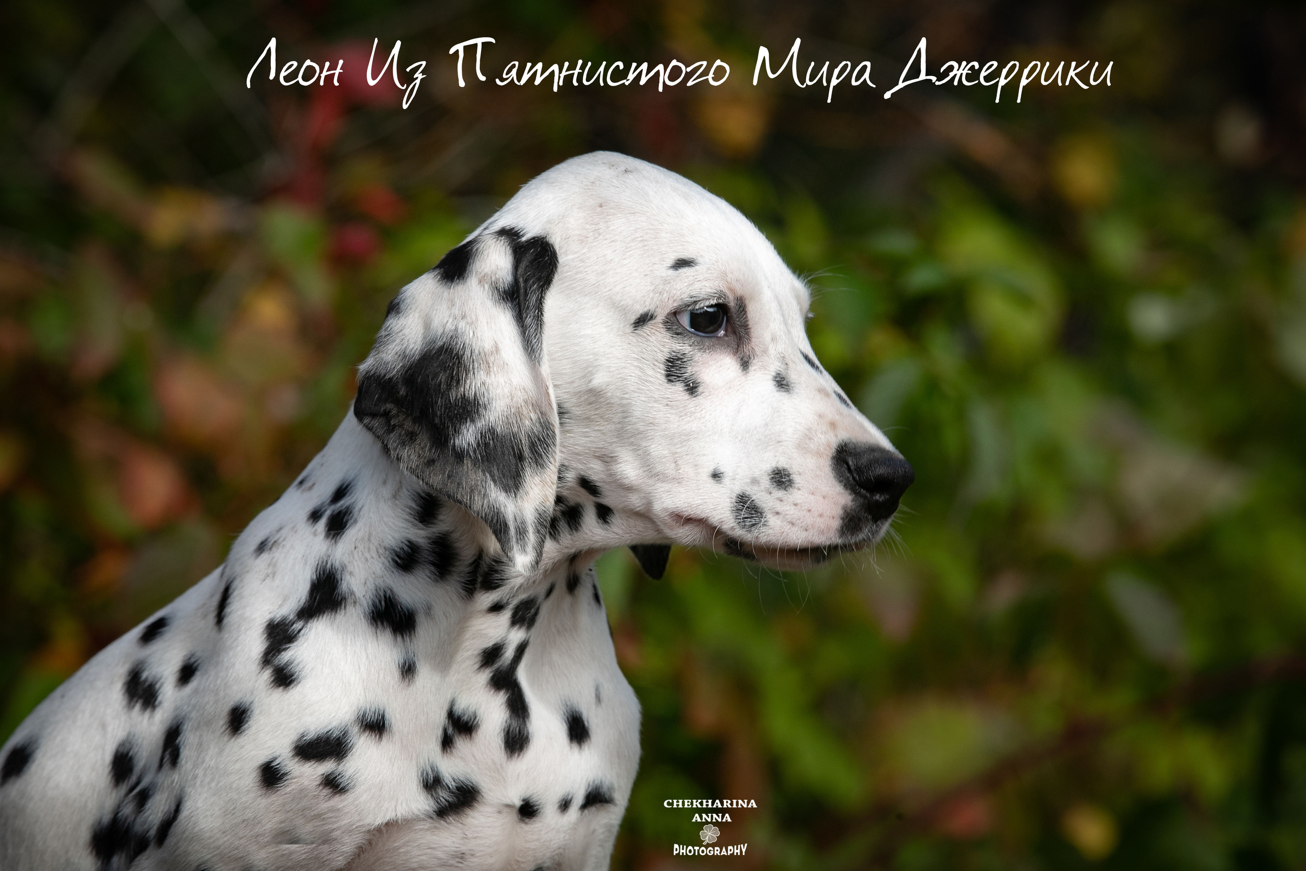 Леон Из Пятнистого Мира Джеррики. Профессиональный фотограф Чехарина Анна / pro photographer Chekharina