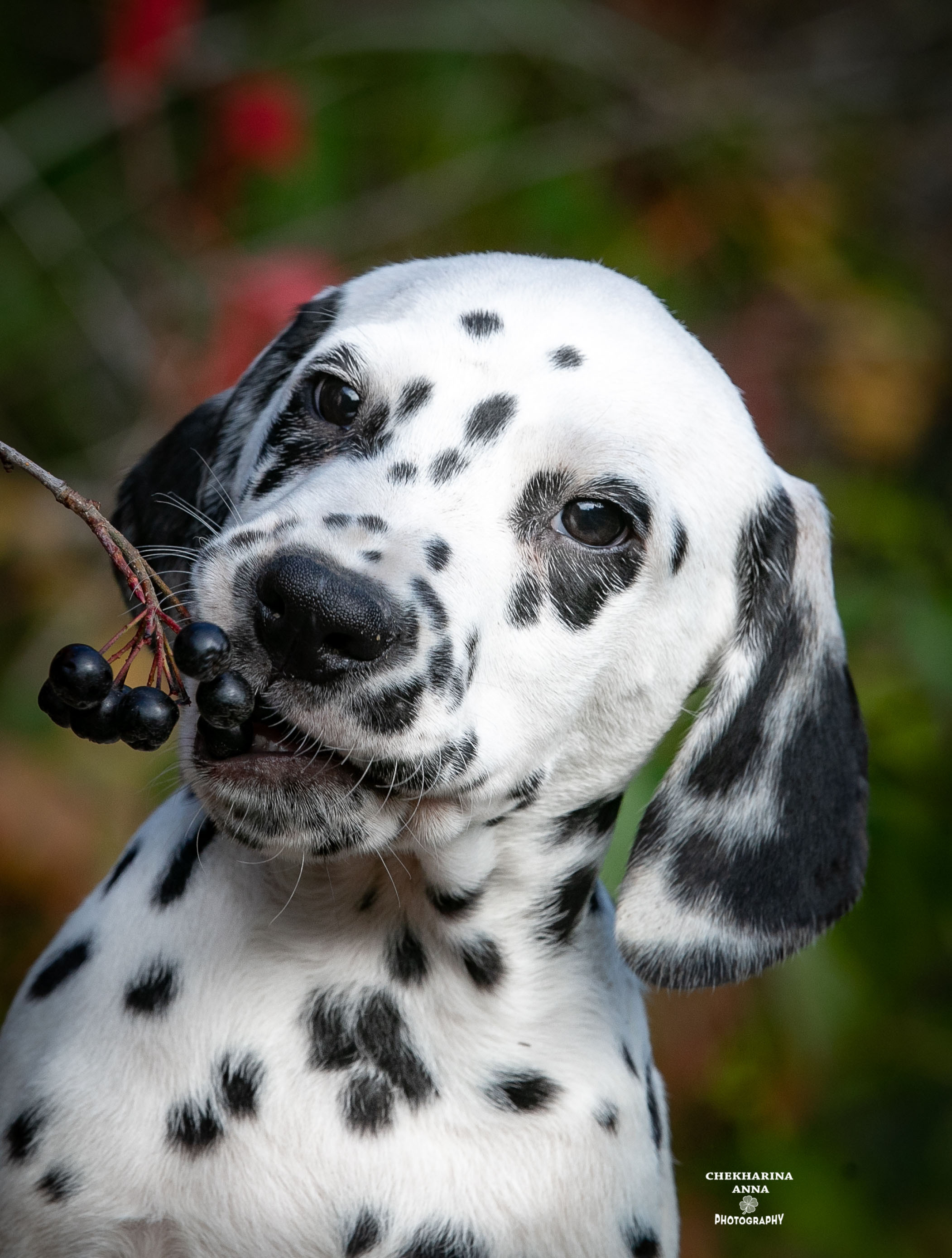 Гранд. Профессиональный фотограф Чехарина Анна / pro photographer Chekharina
