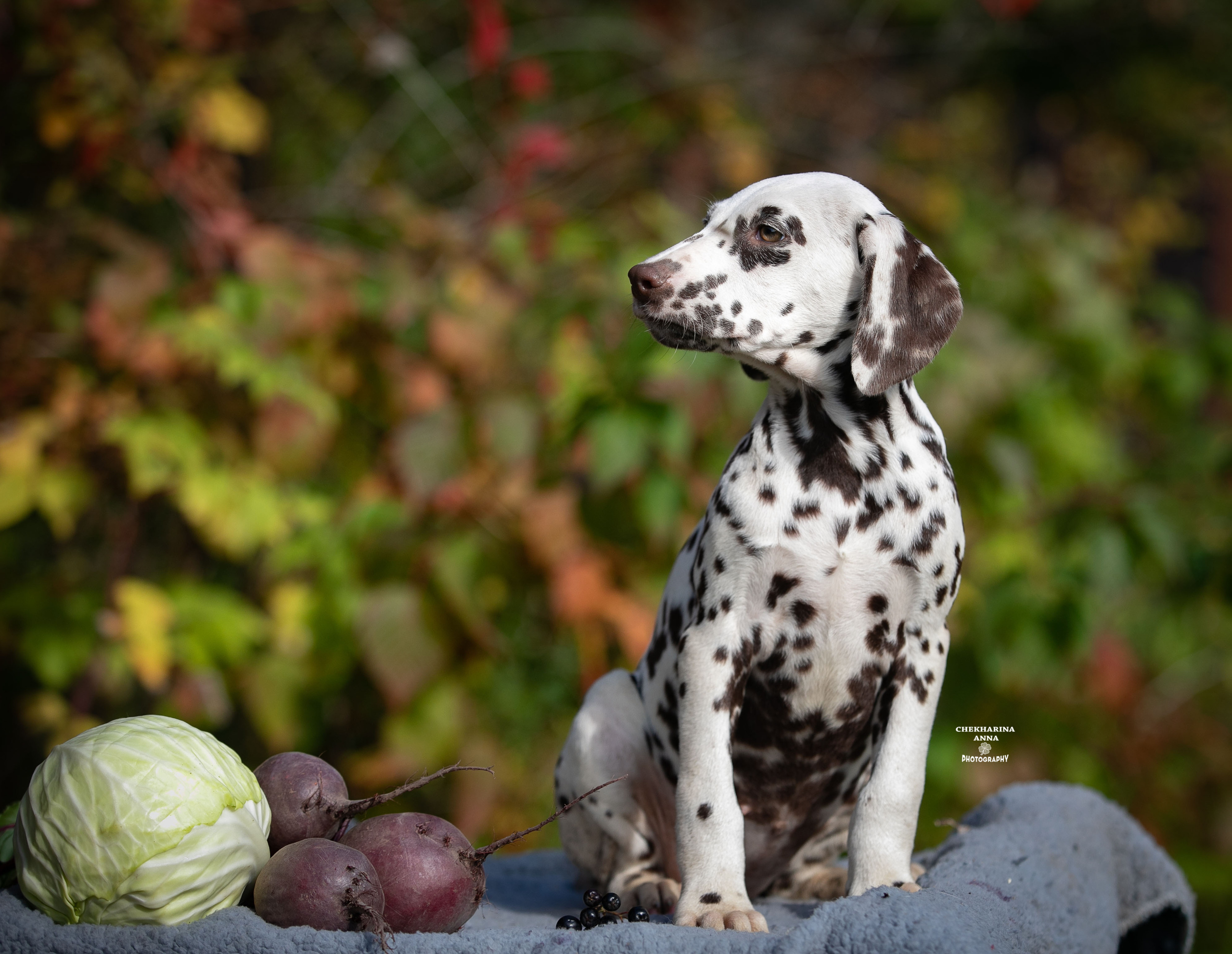 Лаванда. Профессиональный фотограф Чехарина Анна / pro photographer Chekharina