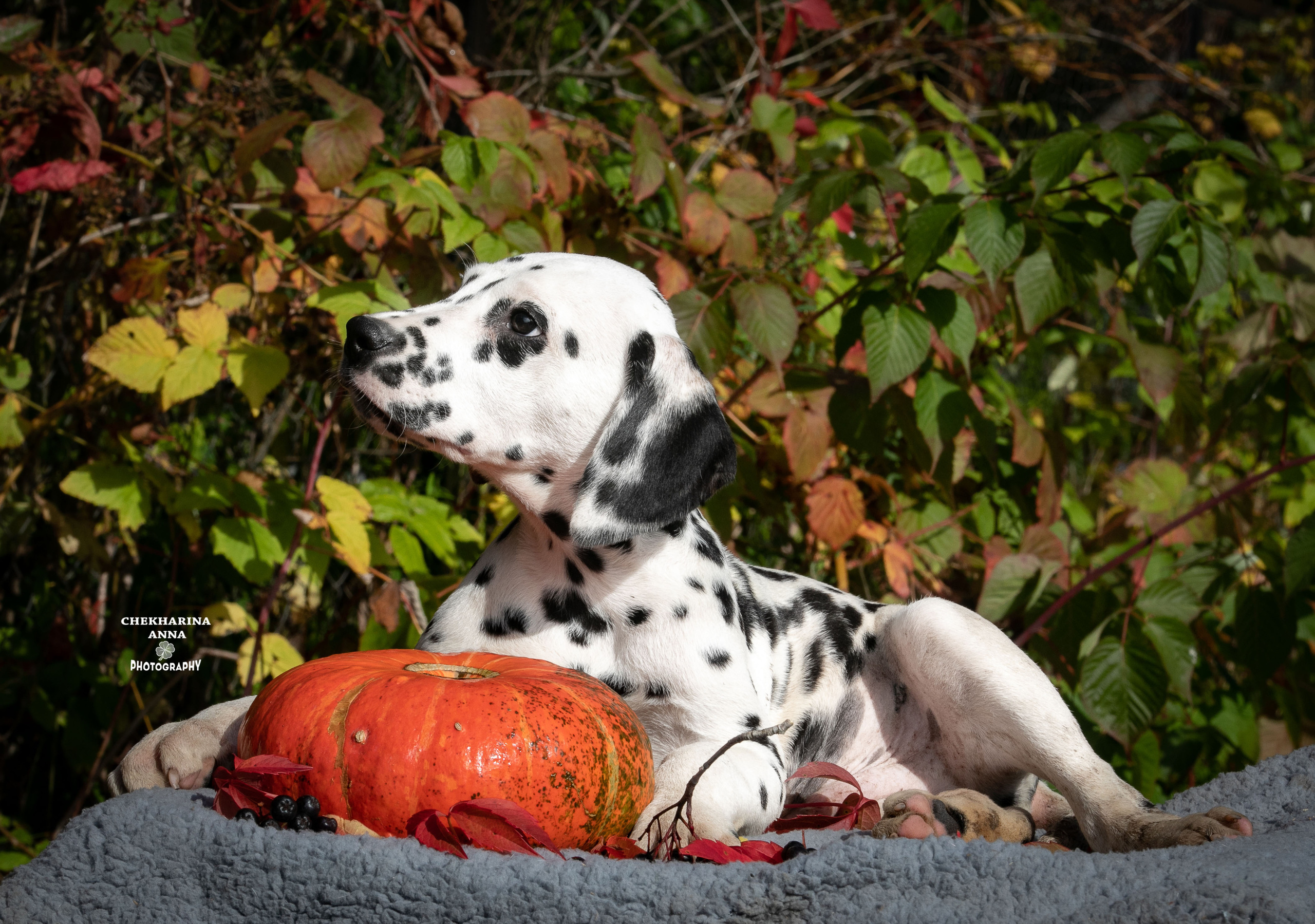 Гранд. Профессиональный фотограф Чехарина Анна / pro photographer Chekharina