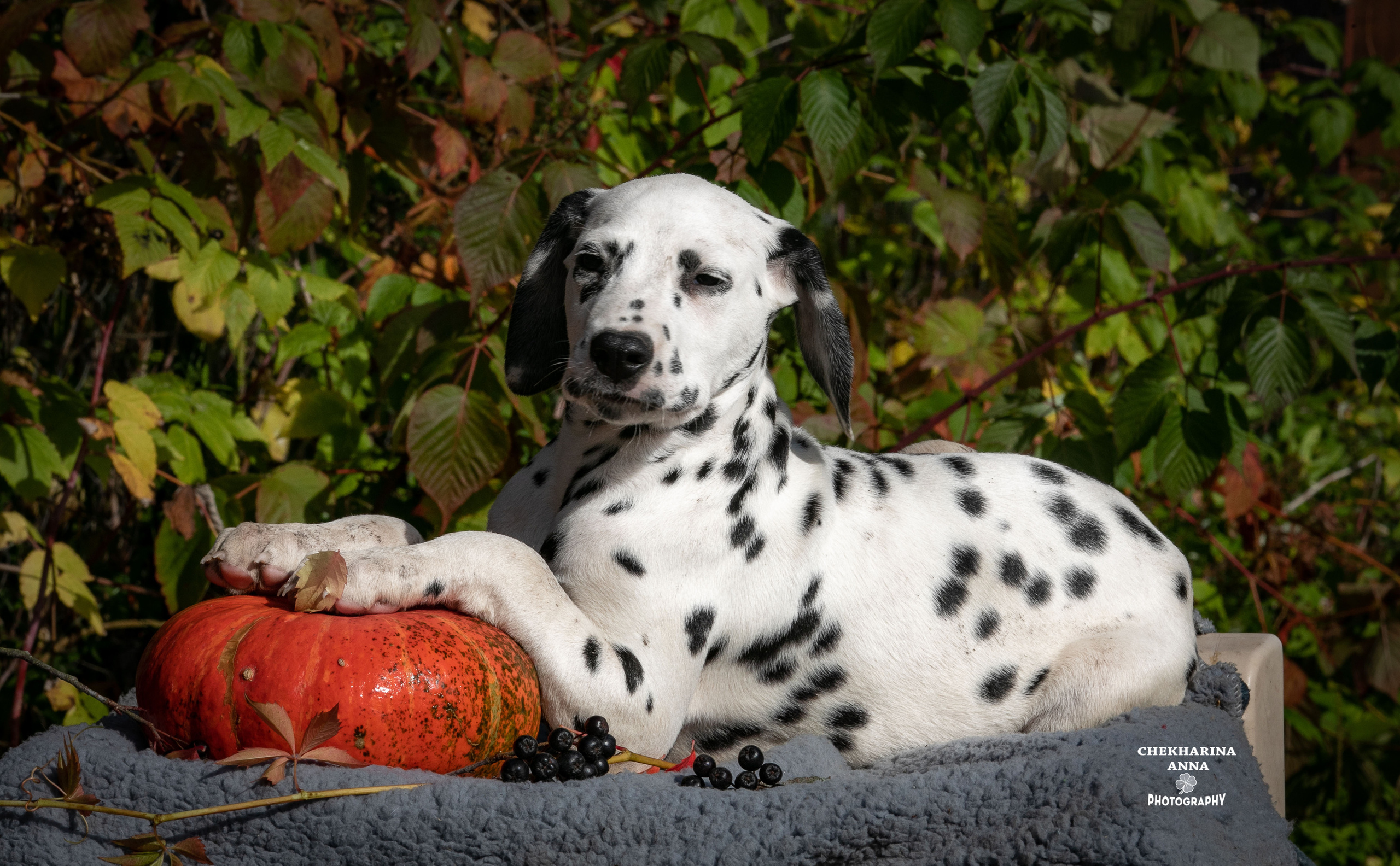 Ларсен. Профессиональный фотограф Чехарина Анна / pro photographer Chekharina