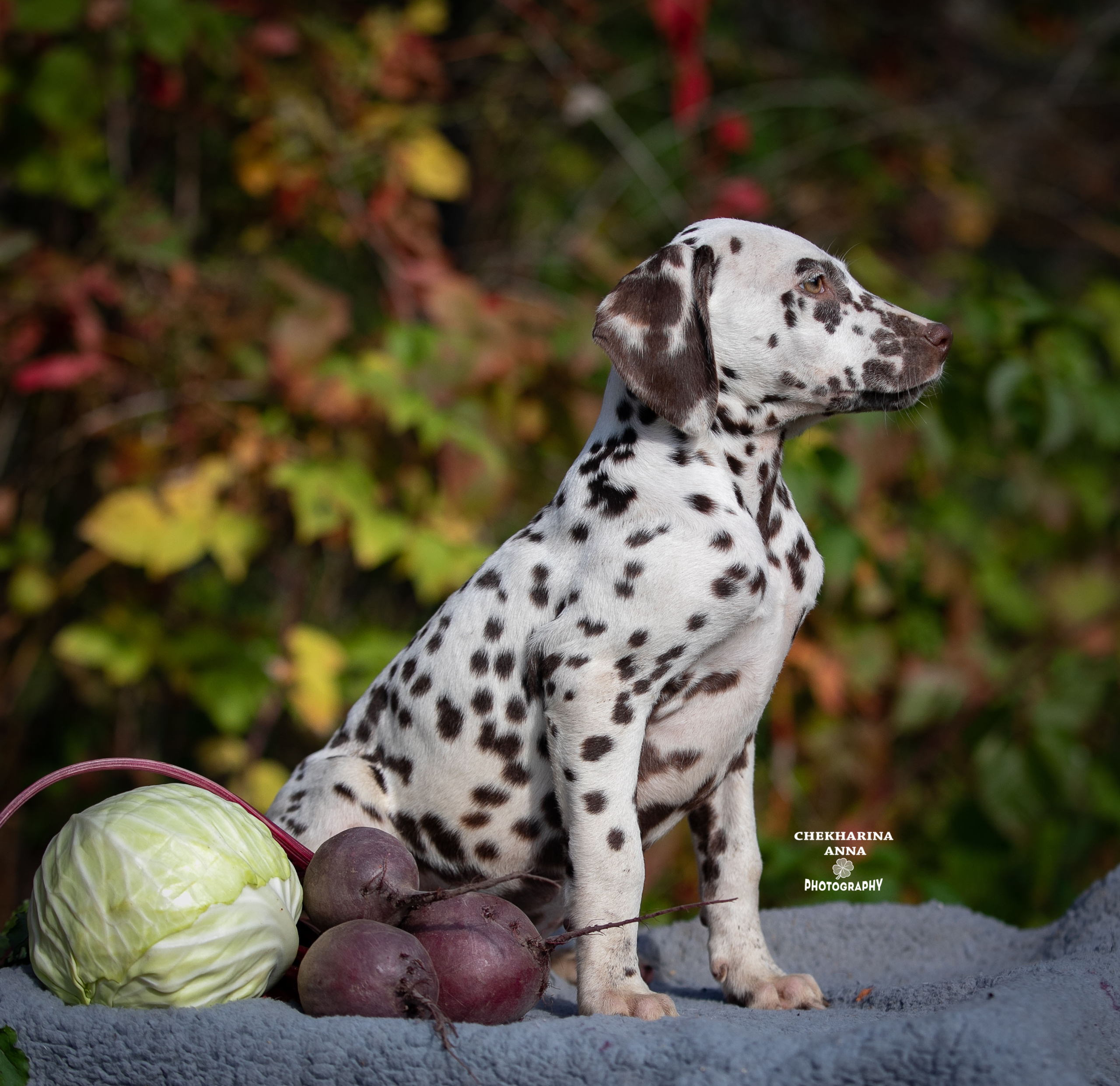 Легра. Профессиональный фотограф Чехарина Анна / pro photographer Chekharina