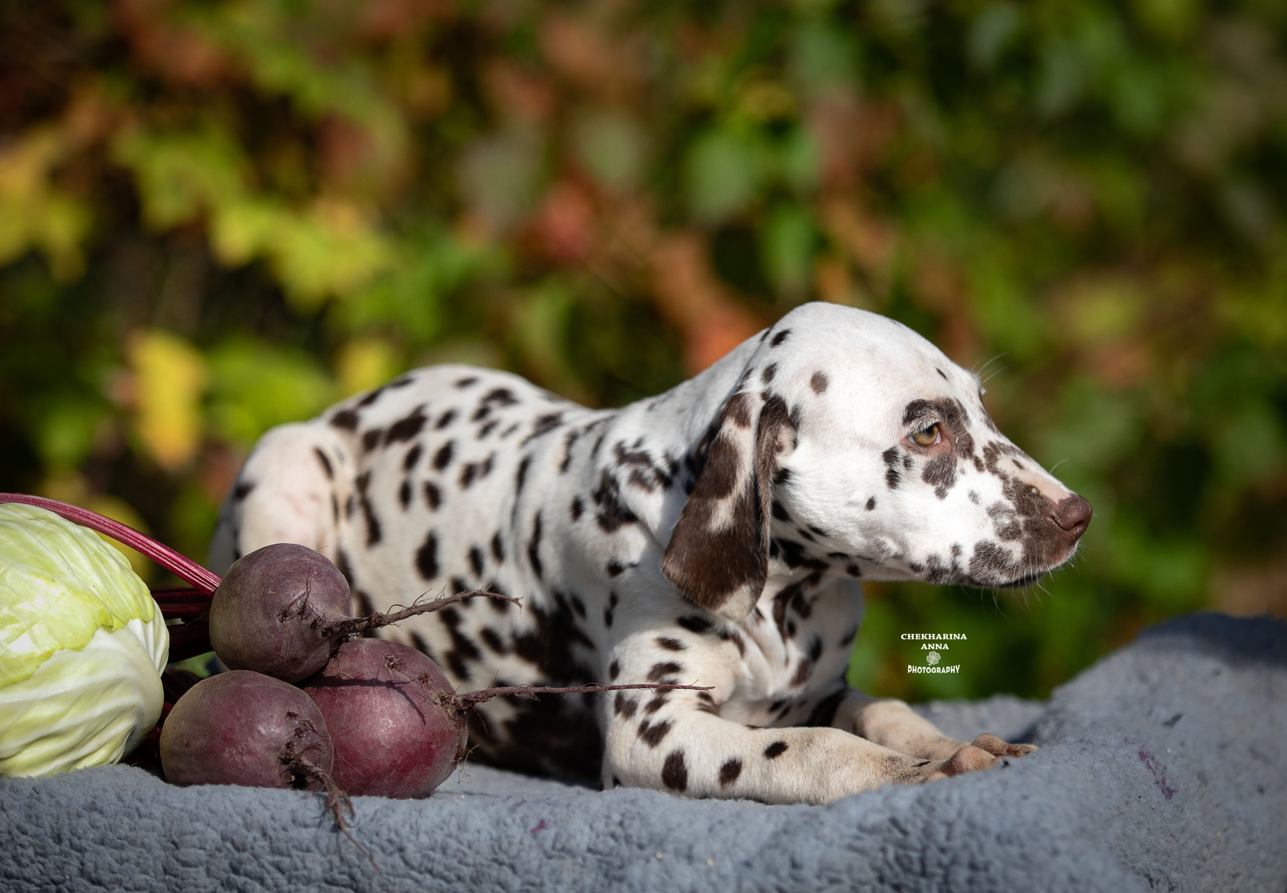Легра. Профессиональный фотограф Чехарина Анна / pro photographer Chekharina