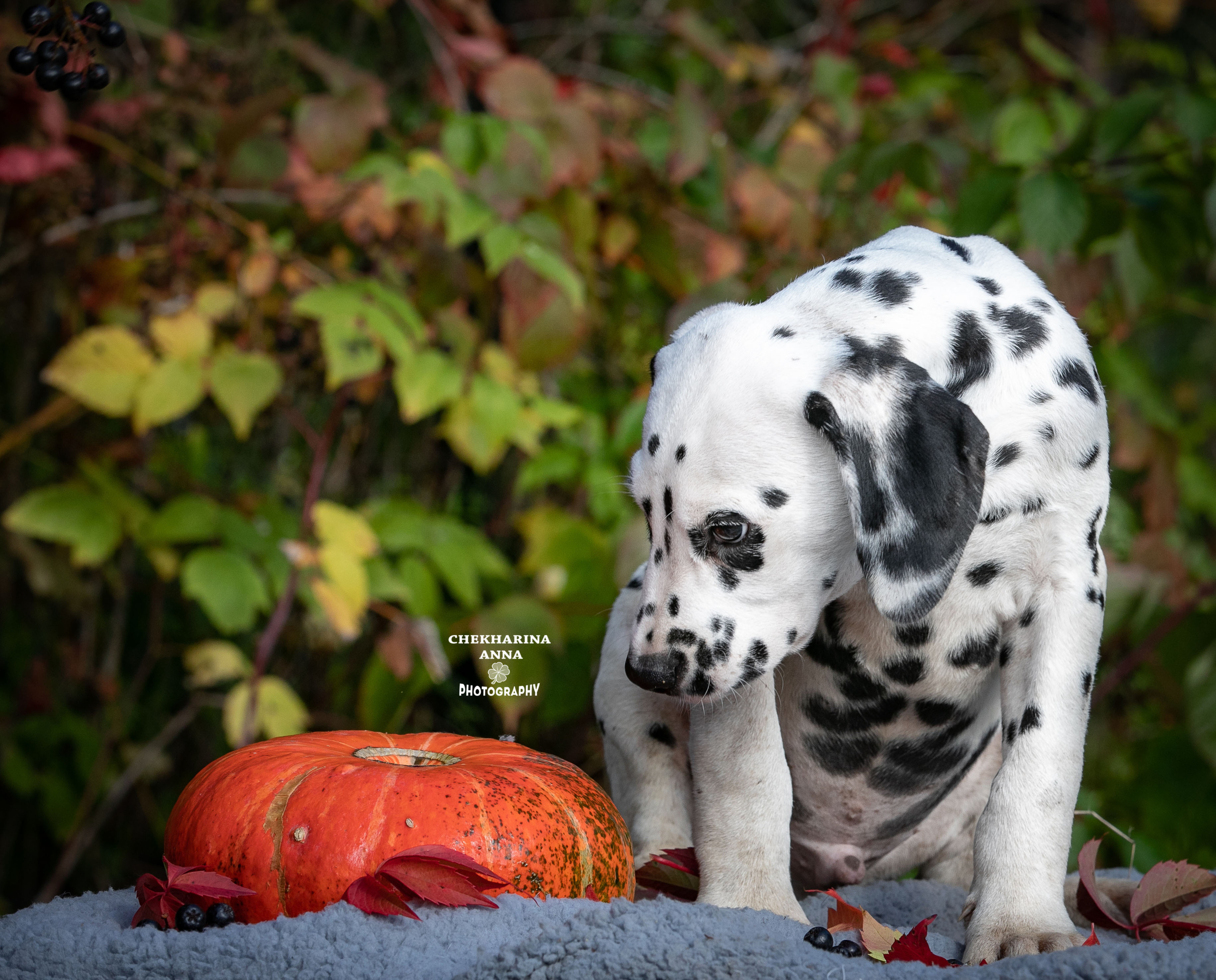 Гранд. Профессиональный фотограф Чехарина Анна / pro photographer Chekharina