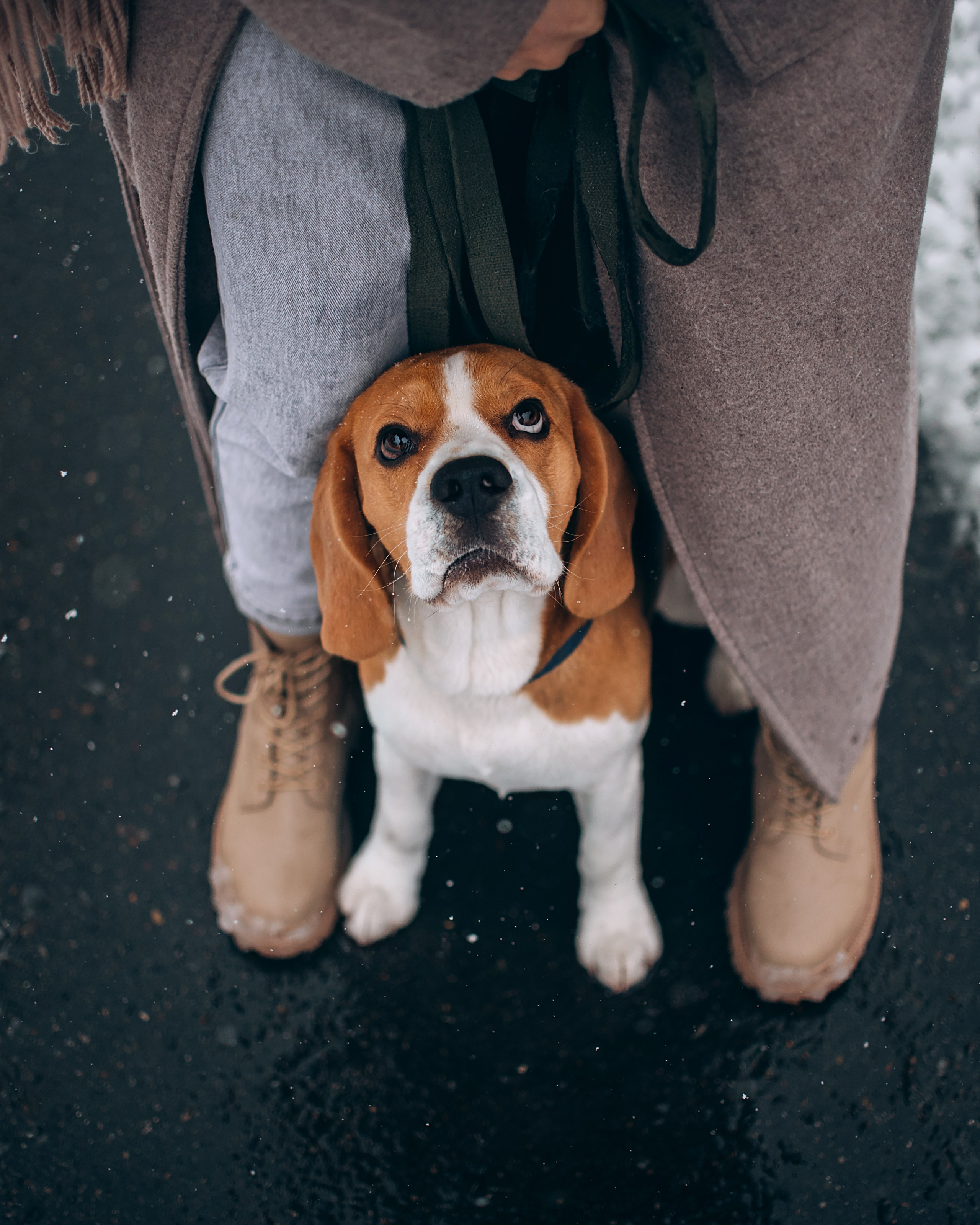 Прогулка с собаками: бигли и Лена. Портфолио