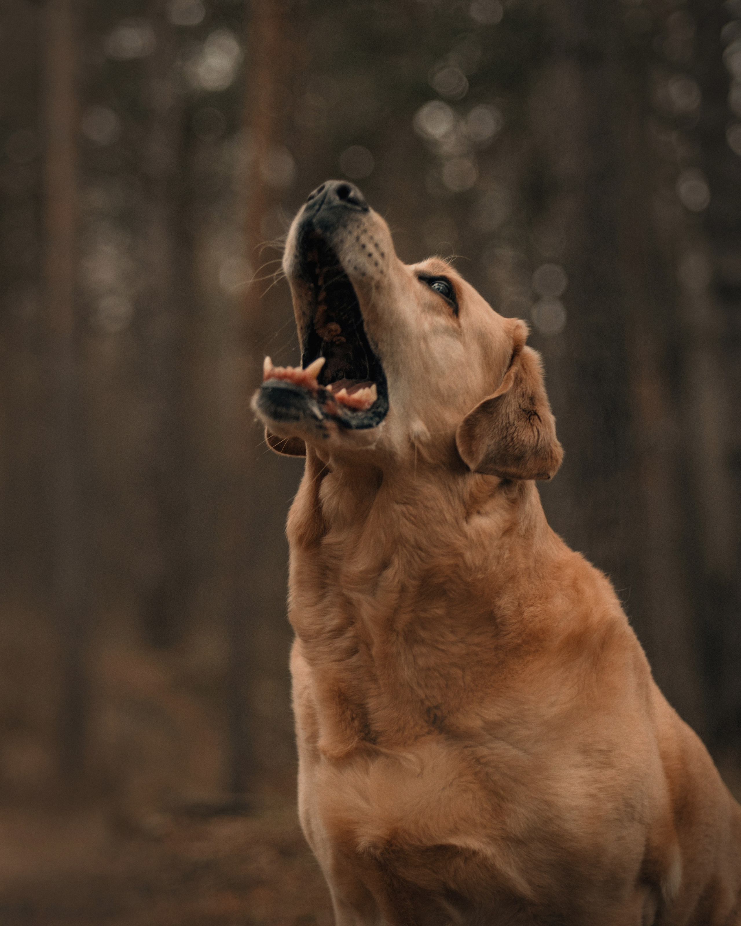 Прогулка: берн Пума, Фрэнк и Юля в Питере. Портфолио
