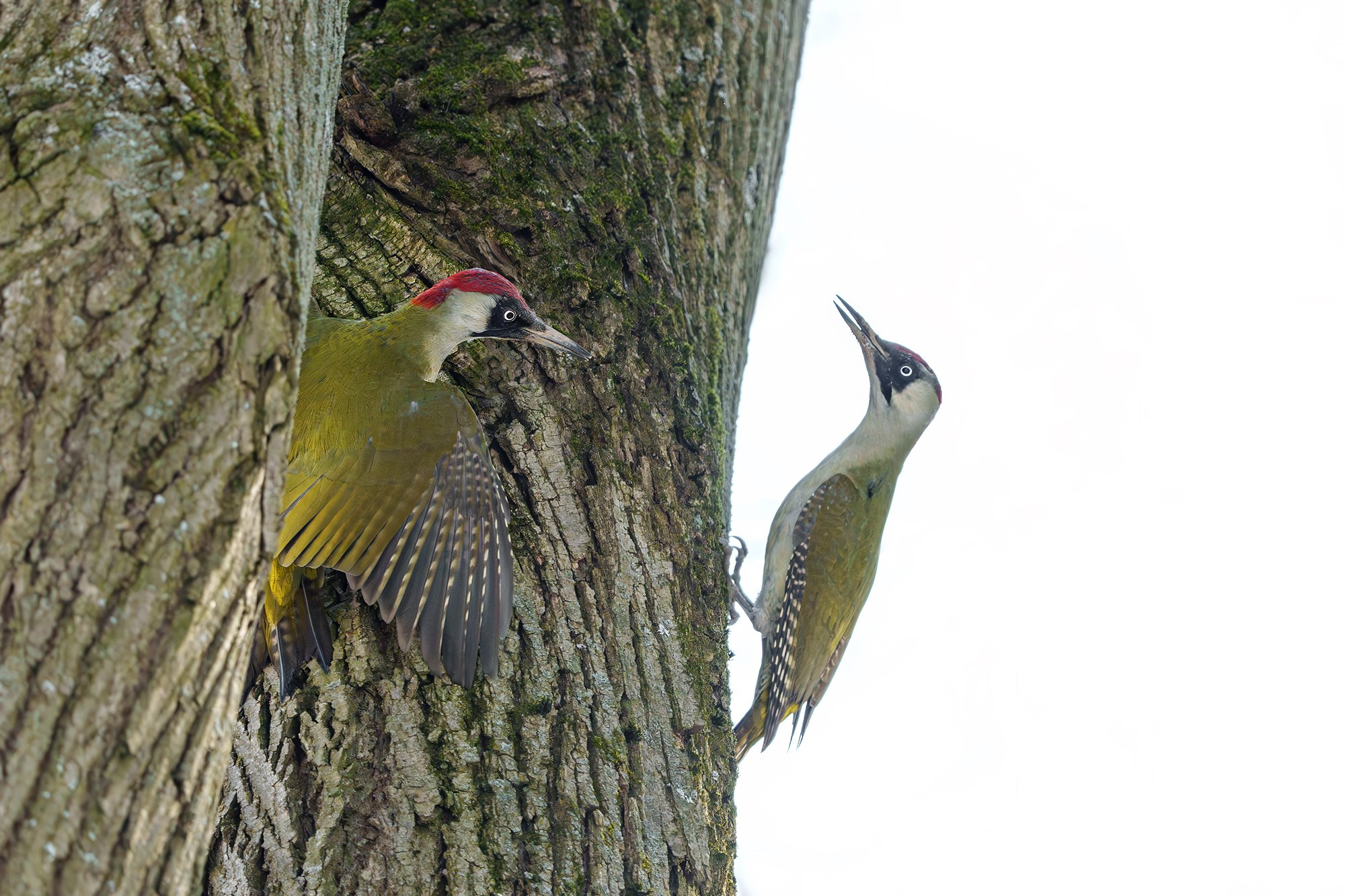 Удивительные мир птиц. Вокруг нас столько прекрасного — присмотритесь!. Ваш личный фотограф Марина Волкова