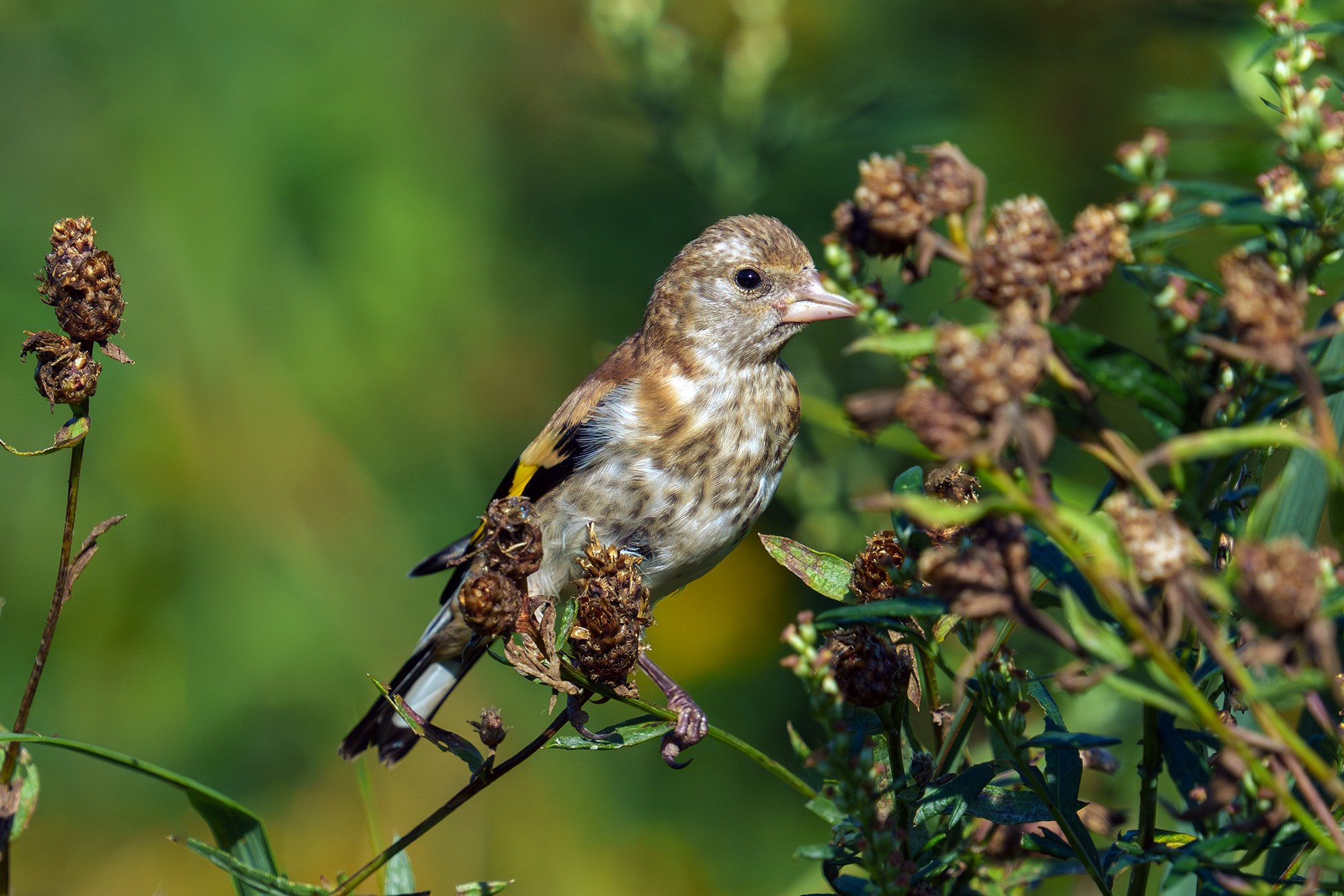 Удивительные мир птиц. Вокруг нас столько прекрасного — присмотритесь!. Ваш личный фотограф Марина Волкова