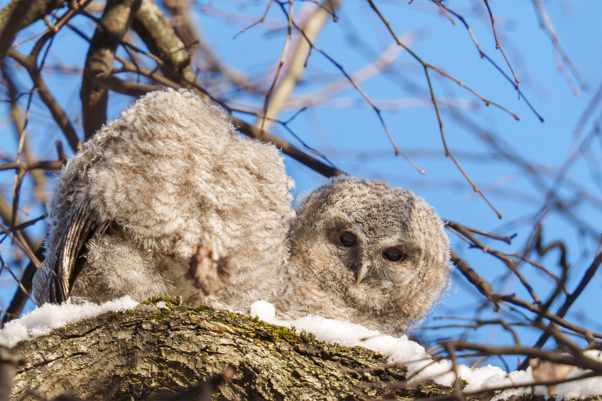 Удивительные мир птиц. Вокруг нас столько прекрасного — присмотритесь!. Ваш личный фотограф Марина Волкова