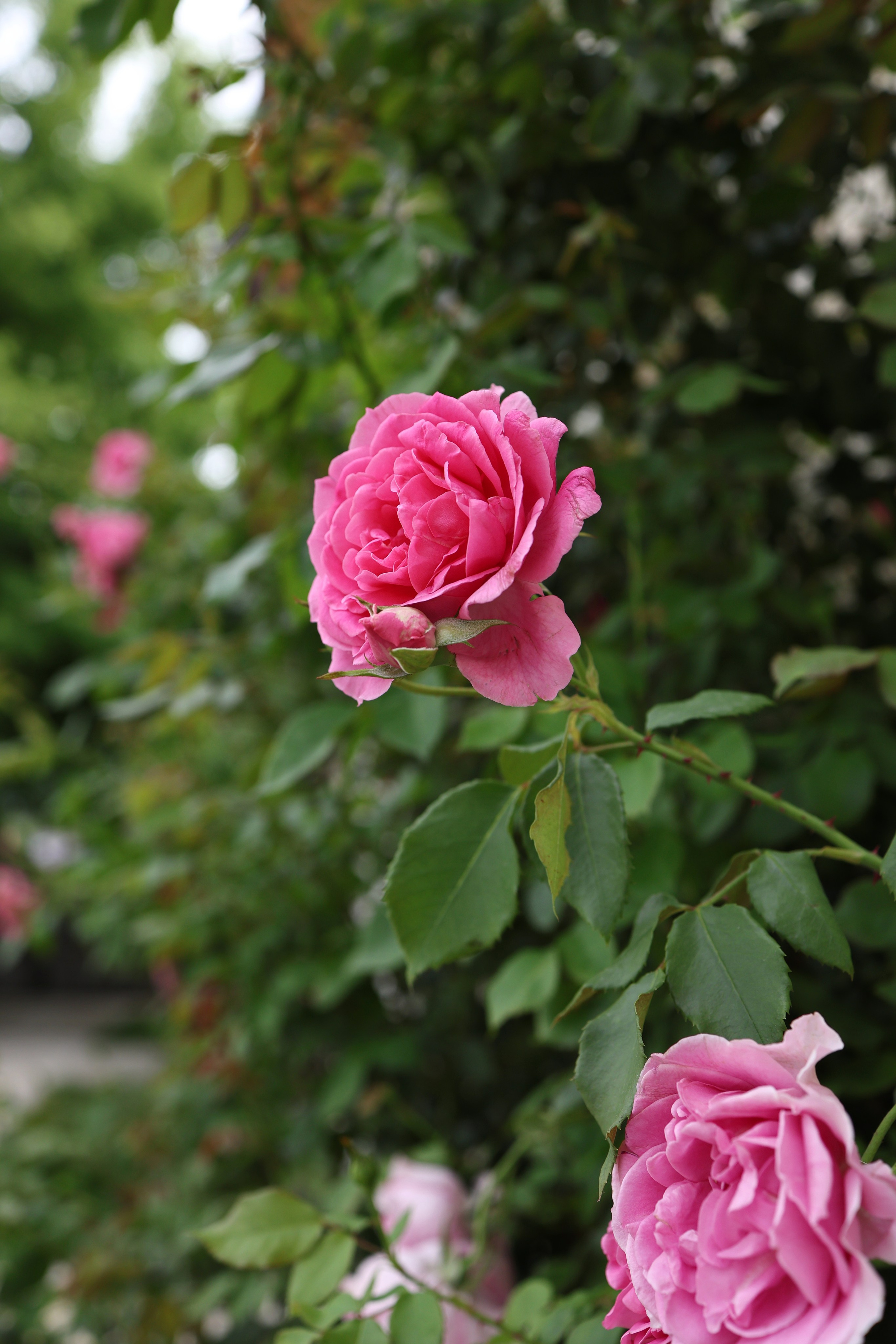 Валерия и Николай. Свадебный и семейный фотограф в Воронеже Ксения Воротникова