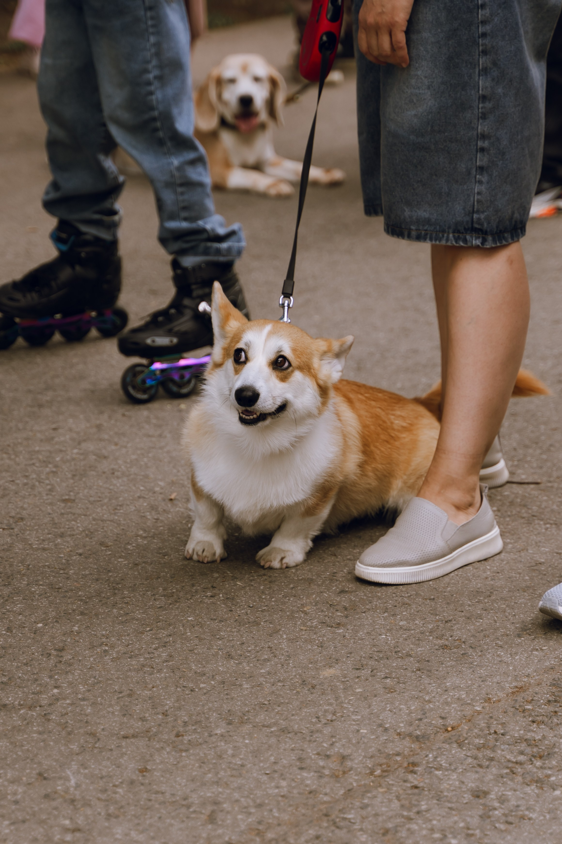 Площадка фестиваля «Мампус и его друзья» в Лесопарке 2025. Фотограф Надежда Погребняк | Рязань | Москва