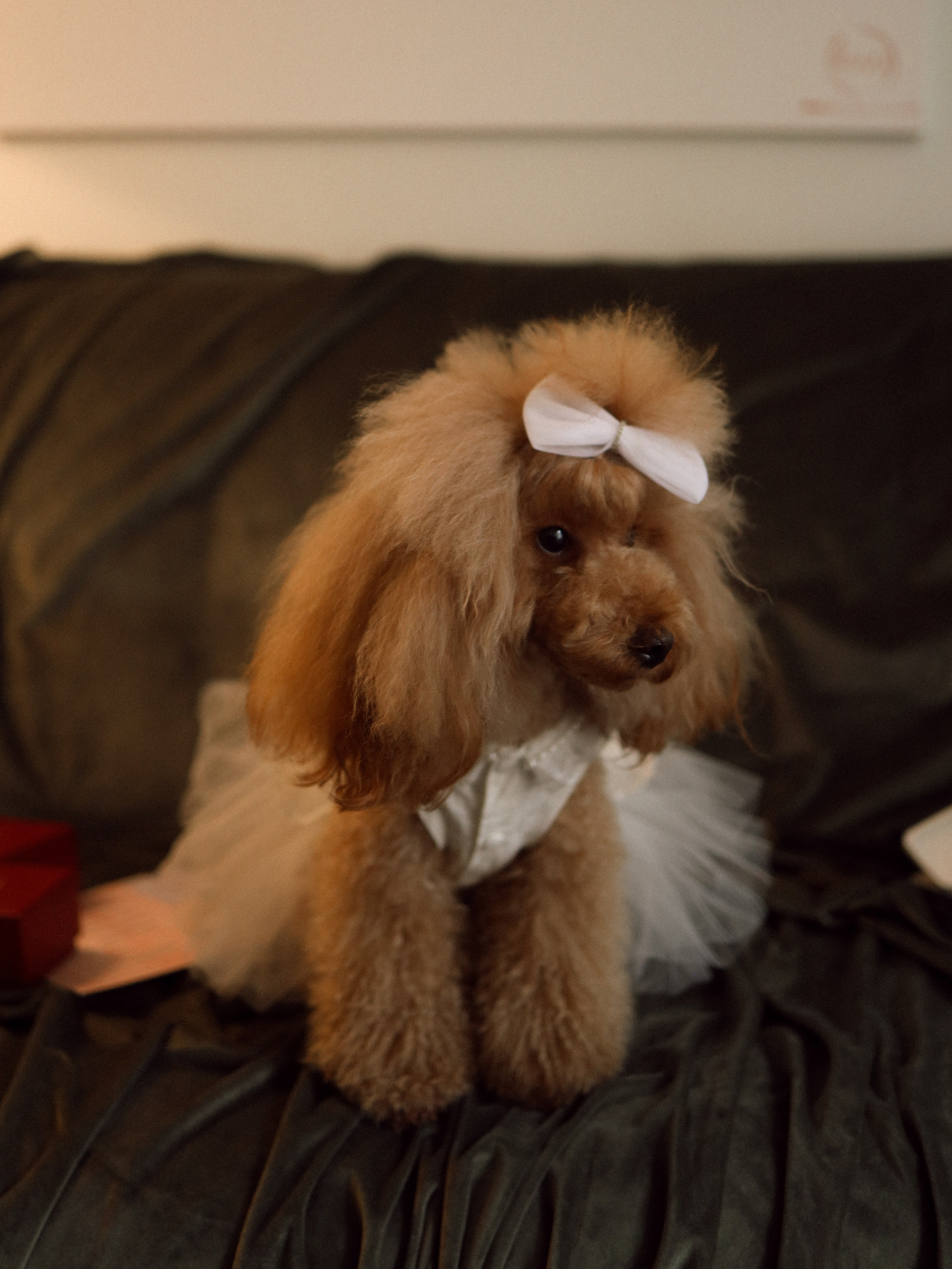 Алина и Виталя. Свадебный фотограф в Москве и Санкт-Петербурге
