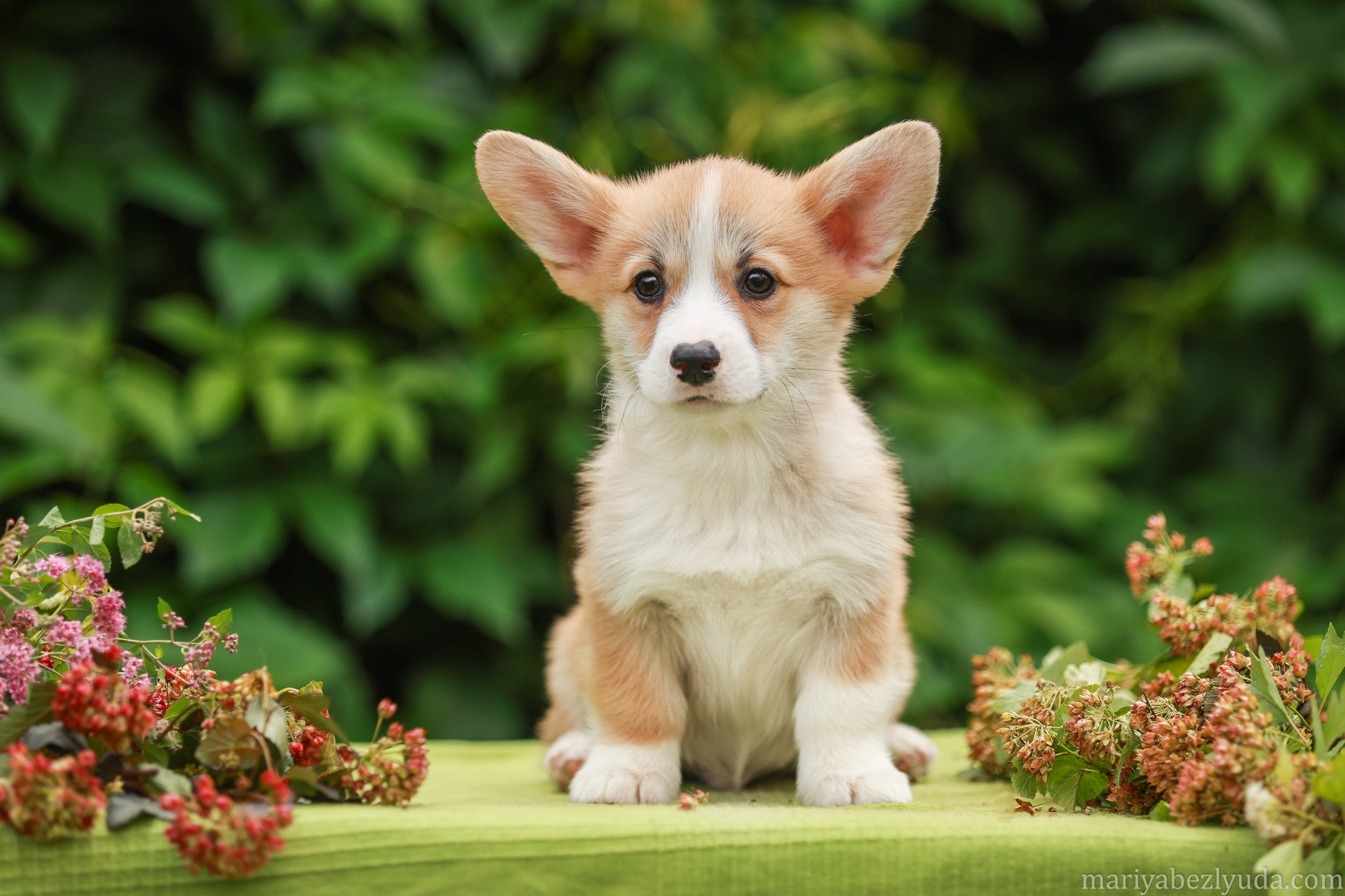 Щенки. Семейный и детский фотограф в Москве Мария Быкова
