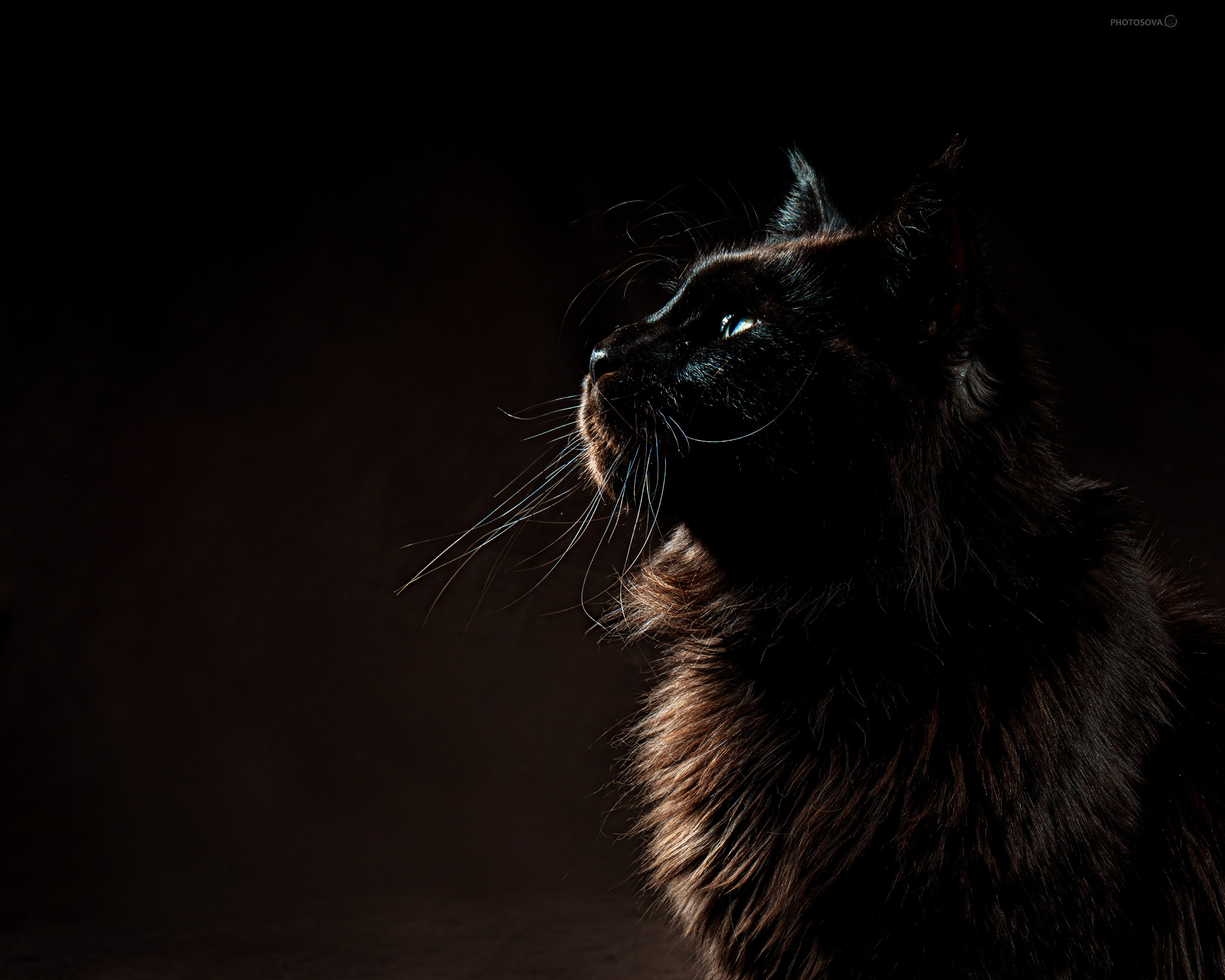 ФОТОПАМЯТЬ ВАШИХ ЭМОЦИЙ. Фотограф-анималист, семейный фотограф в Москве и Подмосковье. Фотосъёмка кинологических дисциплин