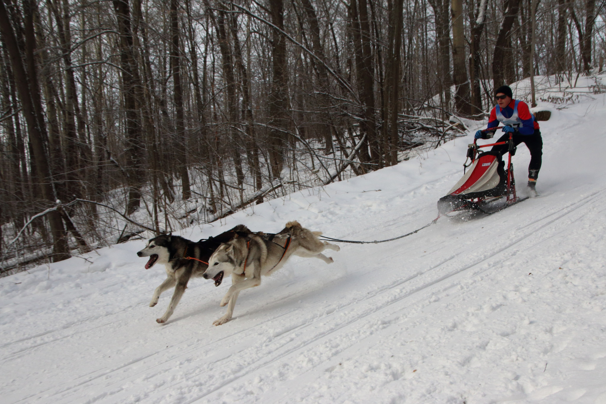 06.01.2020 Рождественские гонки на собаках. Фотообъединение Самарского областного отделения Союза журналистов России