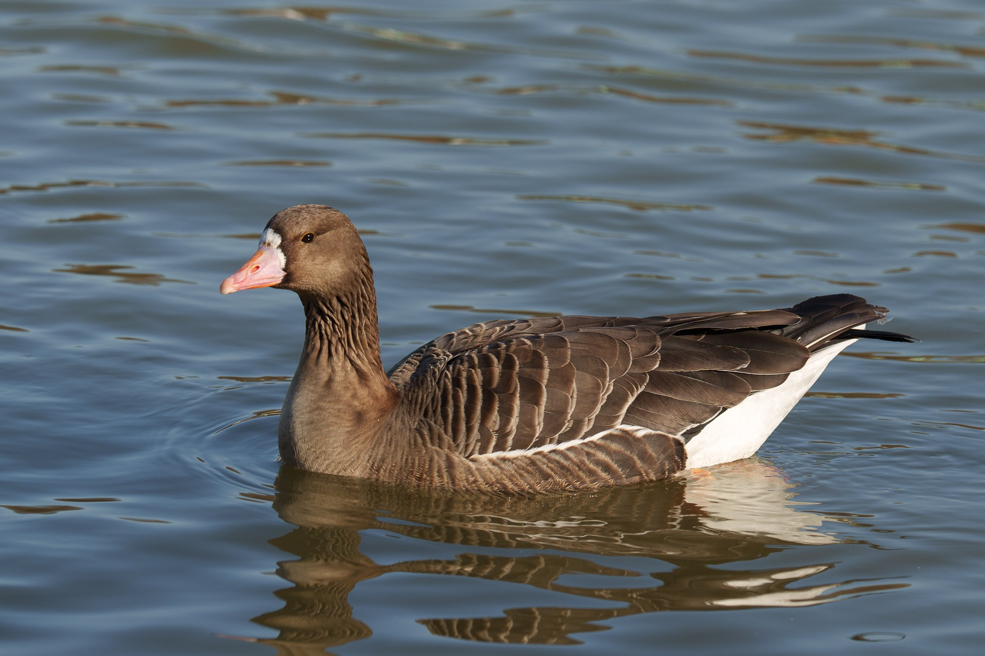 Удивительные мир птиц. Вокруг нас столько прекрасного — присмотритесь!. Ваш личный фотограф Марина Волкова