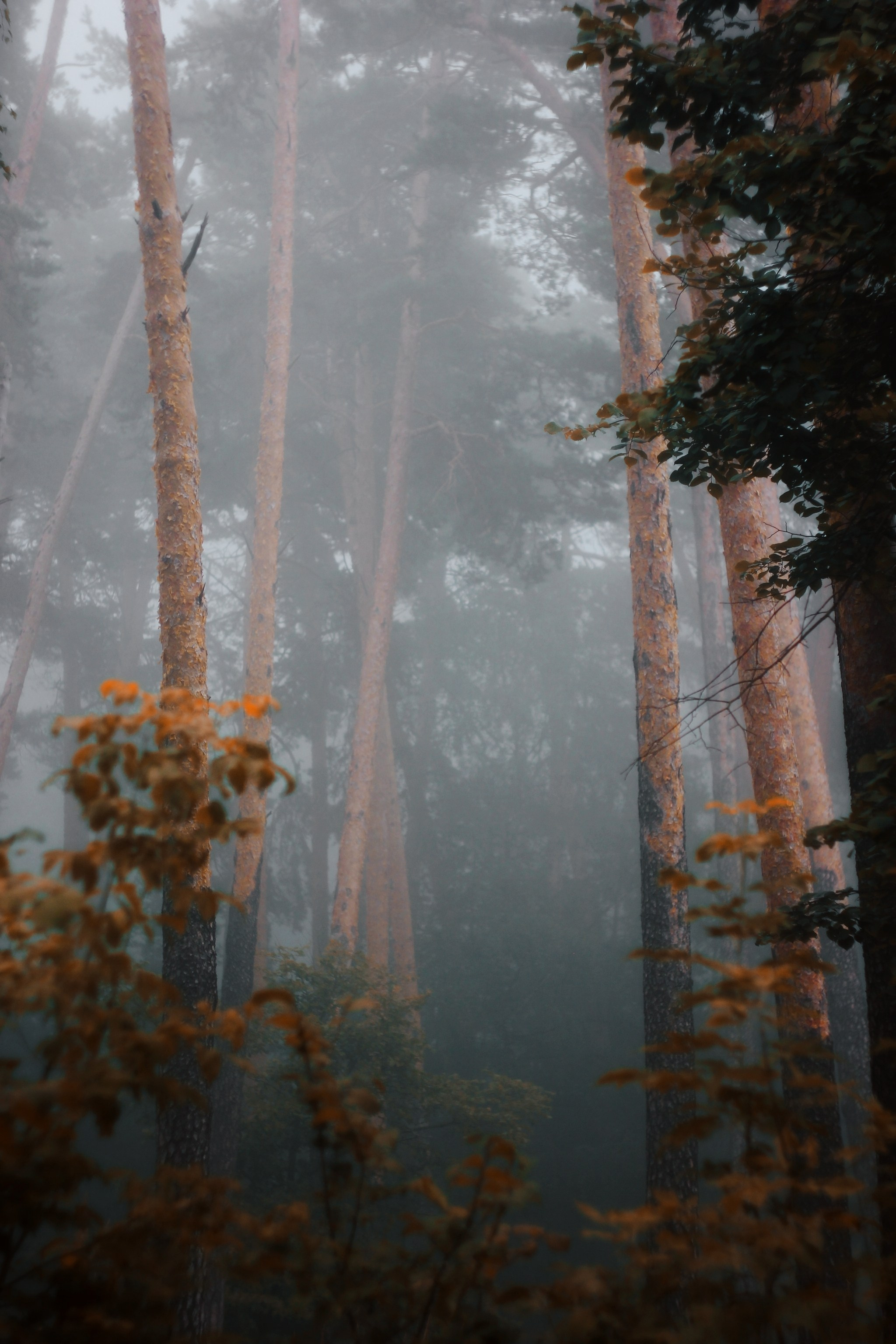 Меланхолия августа. С любовью, фотохудожник