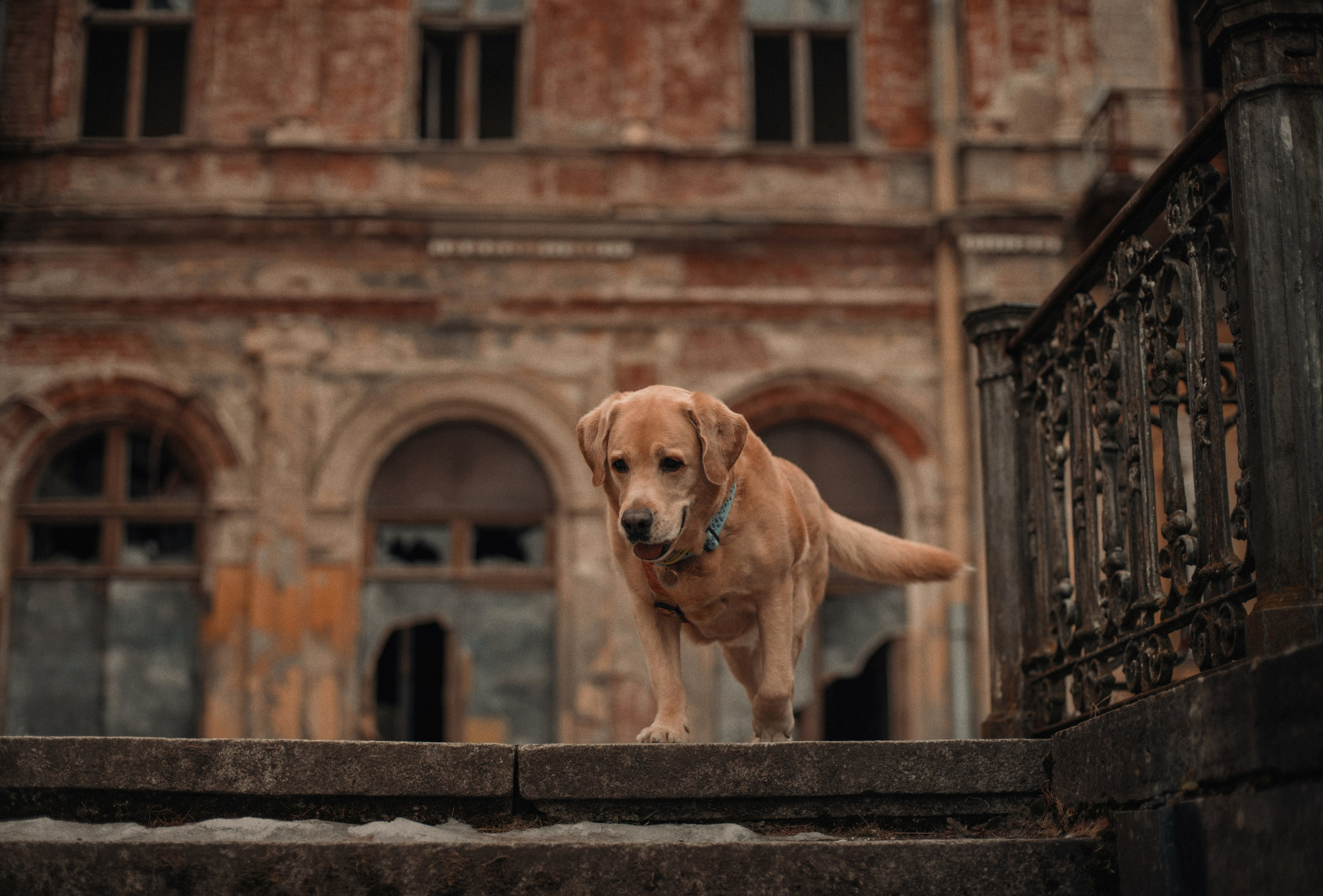 Прогулка: берн Пума, Фрэнк и Юля в Питере. Портфолио