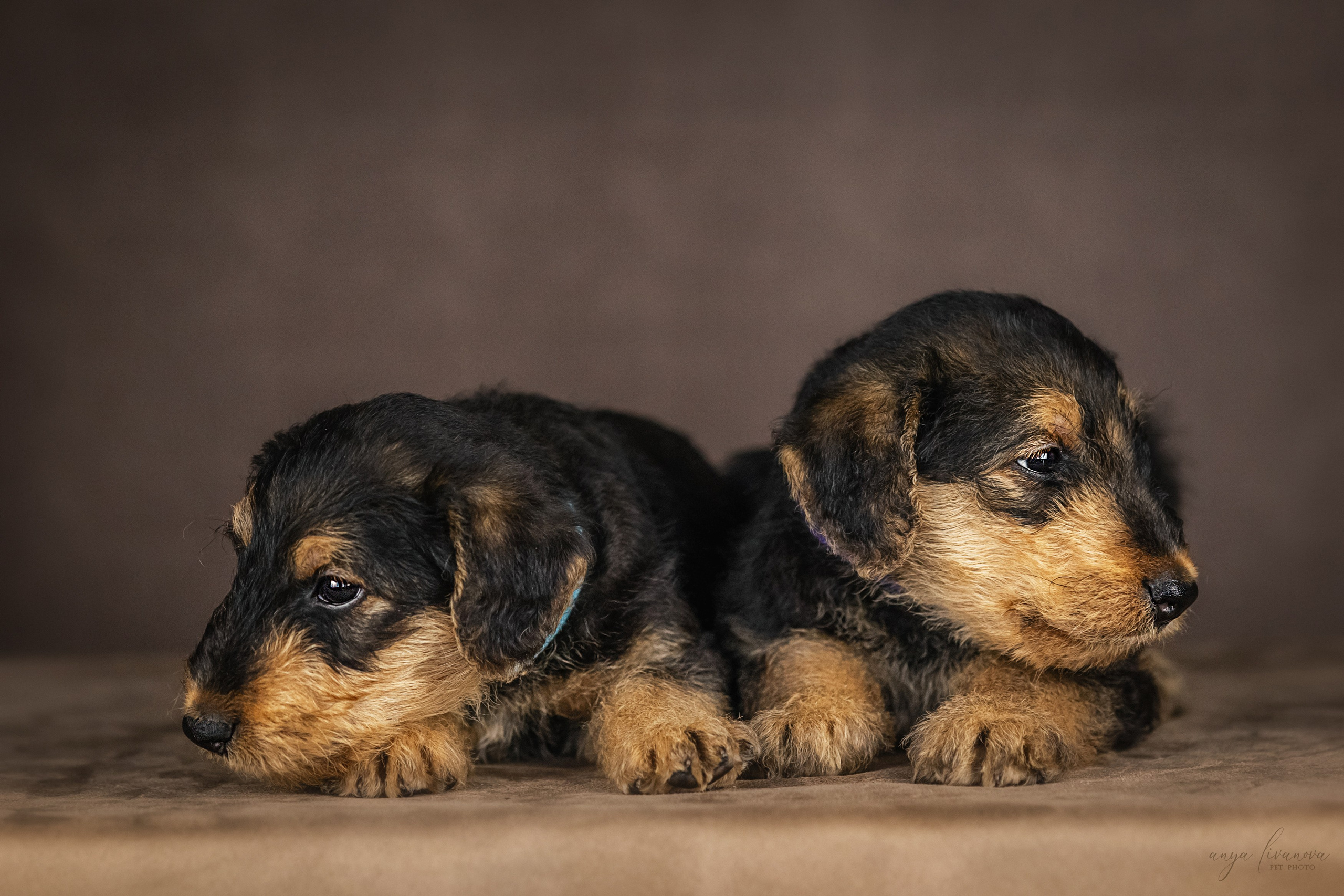 Эрдели. Фотограф анималист Аня Ливанова | Рыбинск