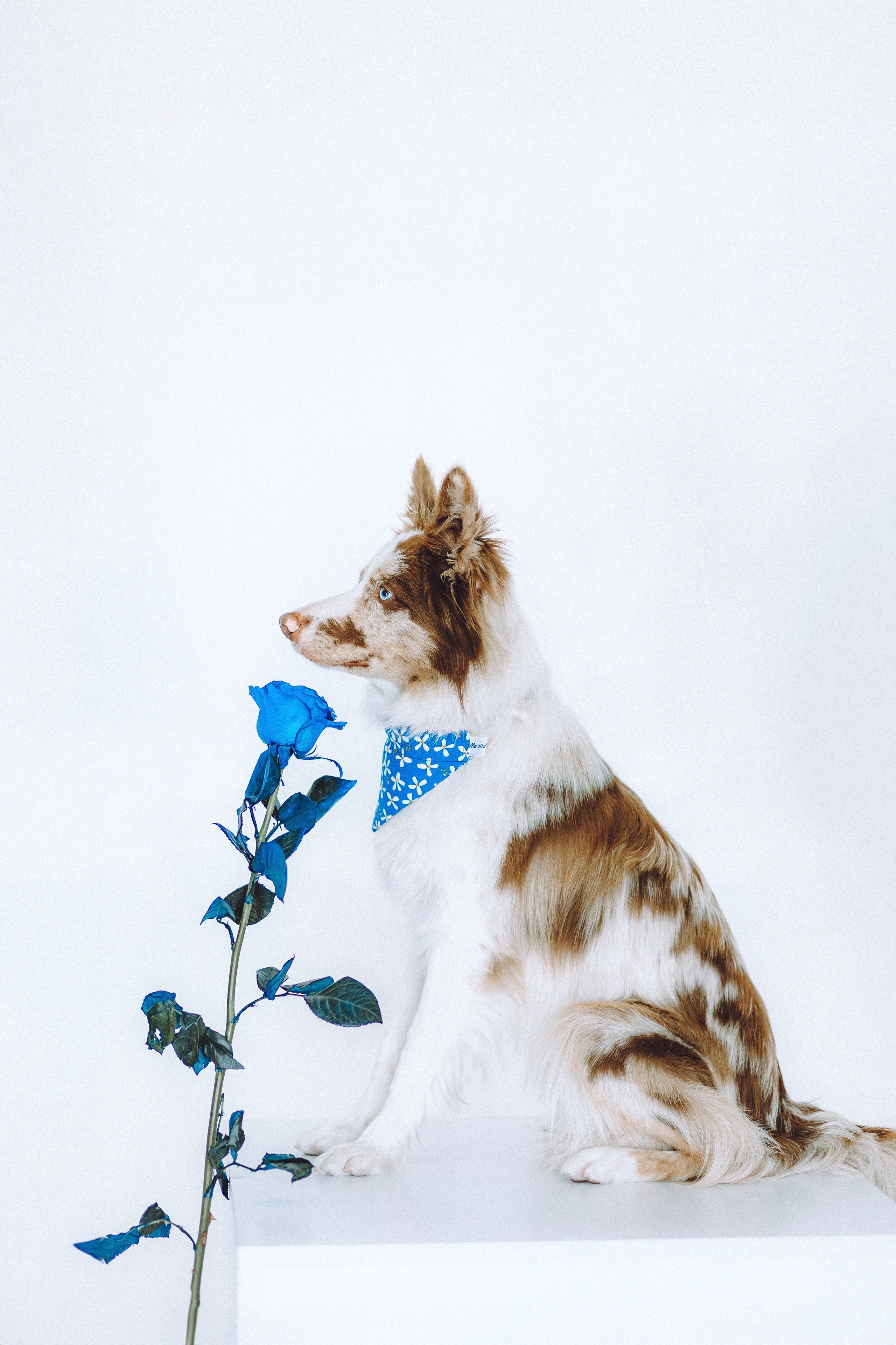 День рождения Айко