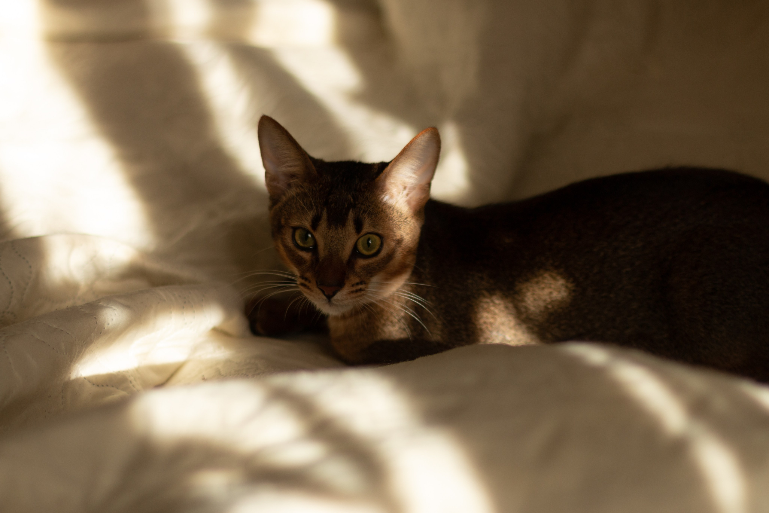 Мой котик. Фотограф в Сочи