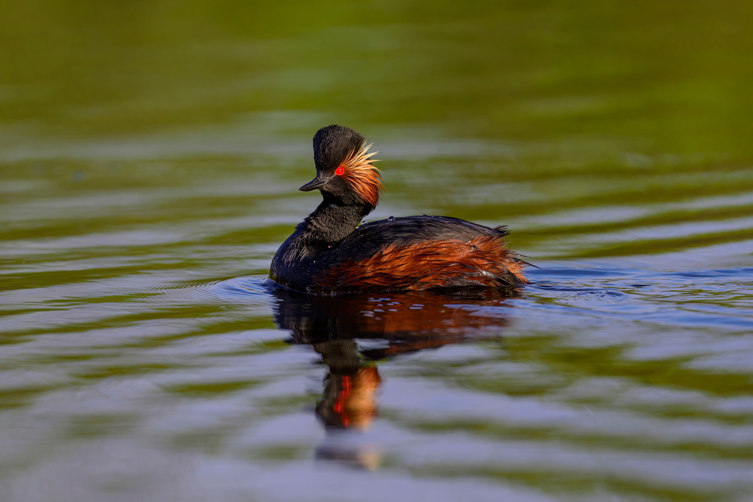 Черношейная поганка. Wildlife photography by Sergey Puponin