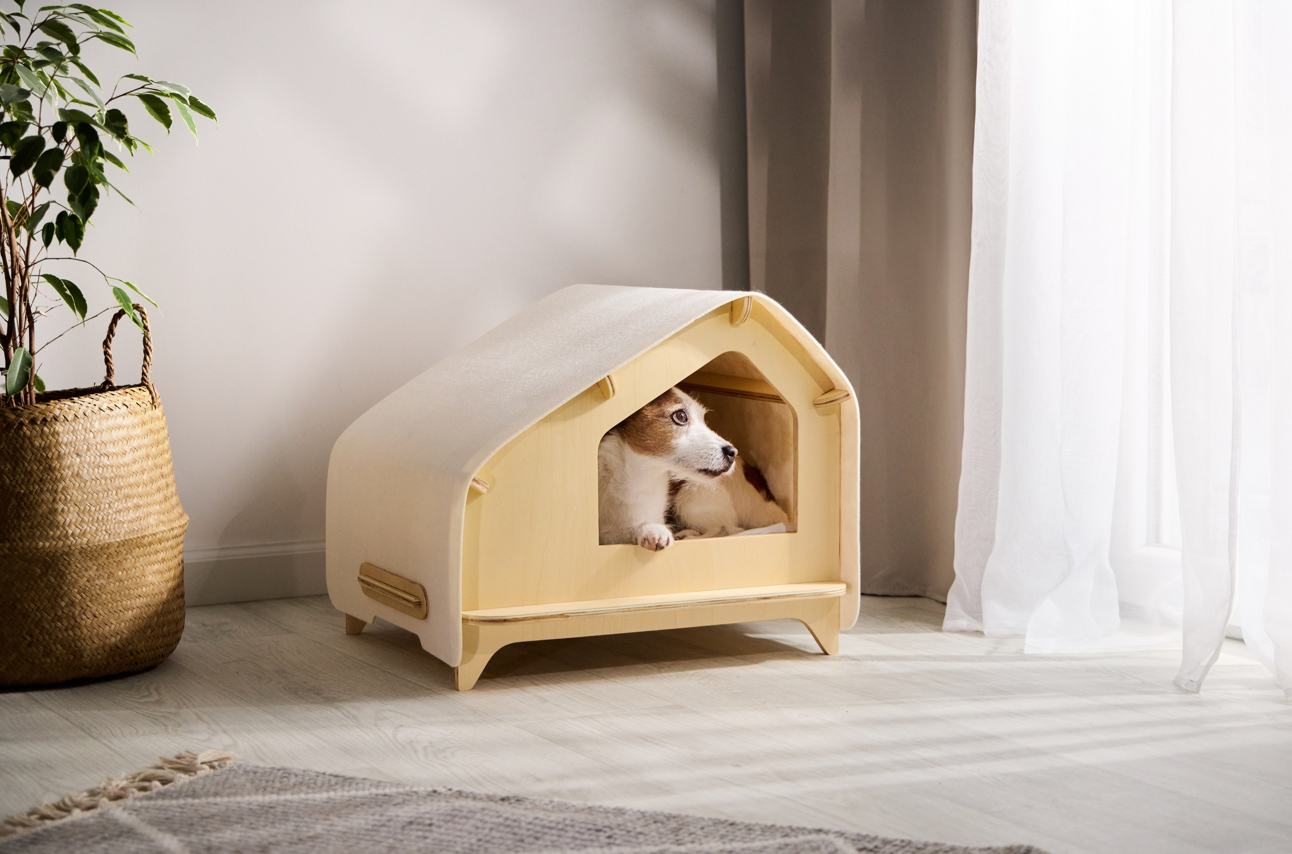 Commercial photography. Фотограф-анималист Аверьянова Анна — Художественная фотосъёмка собак