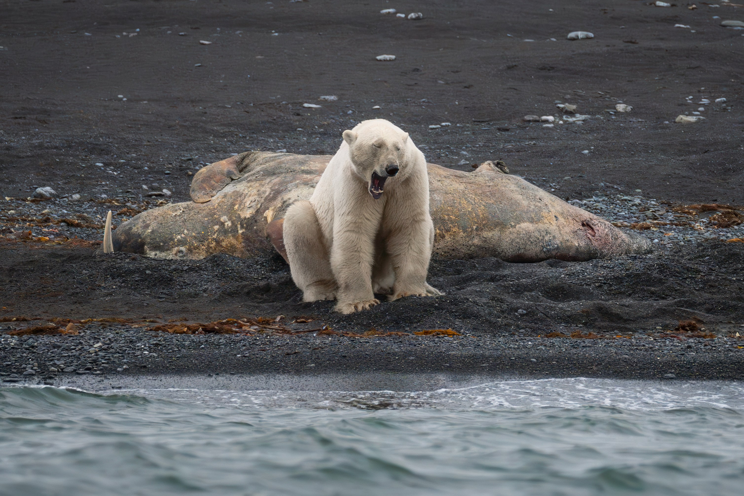 Дикий животный мир. Daria wanderer photography