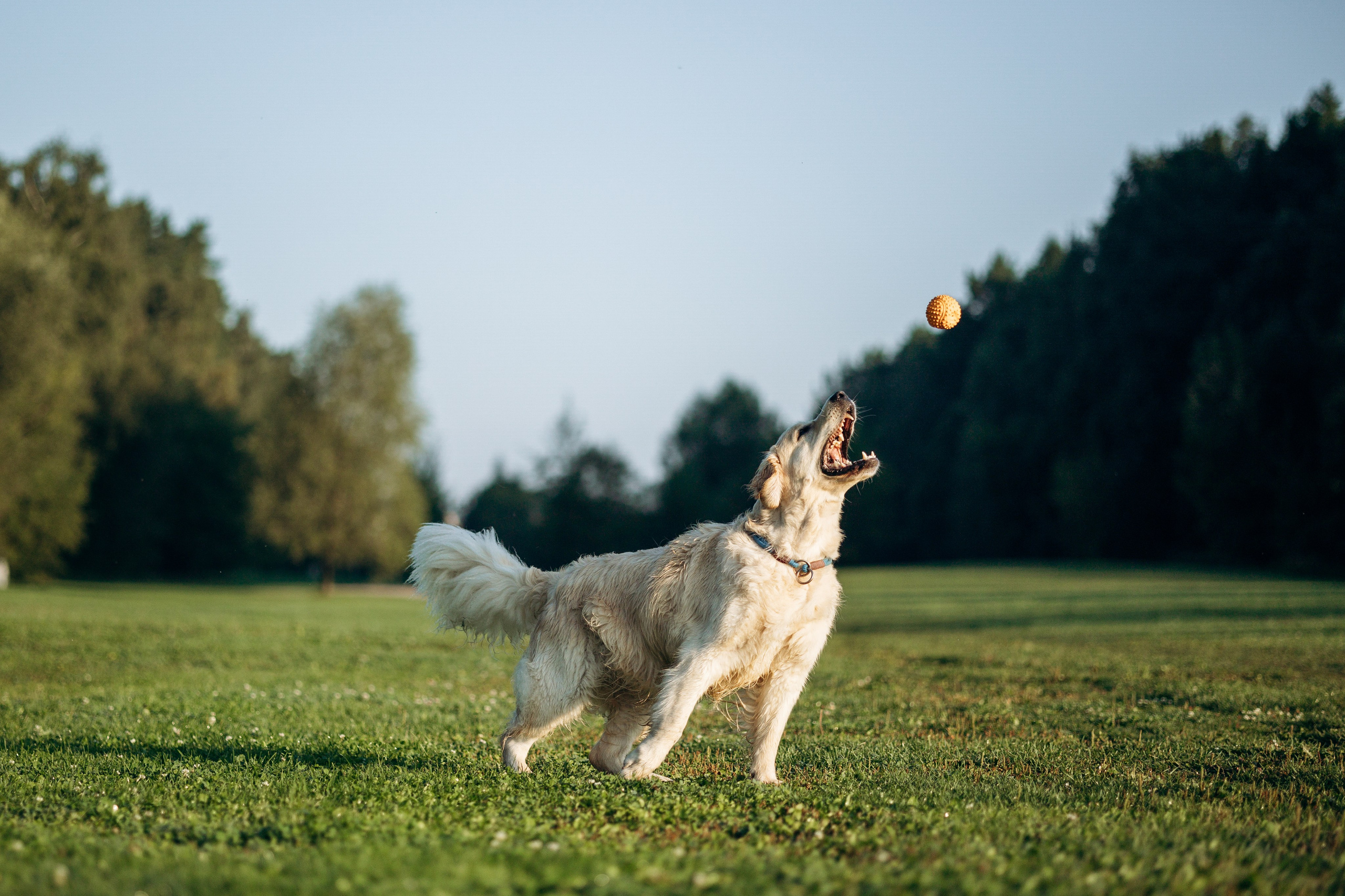 Ирина и ее золотинки. Фотограф — Анималист | Санкт-Петербург