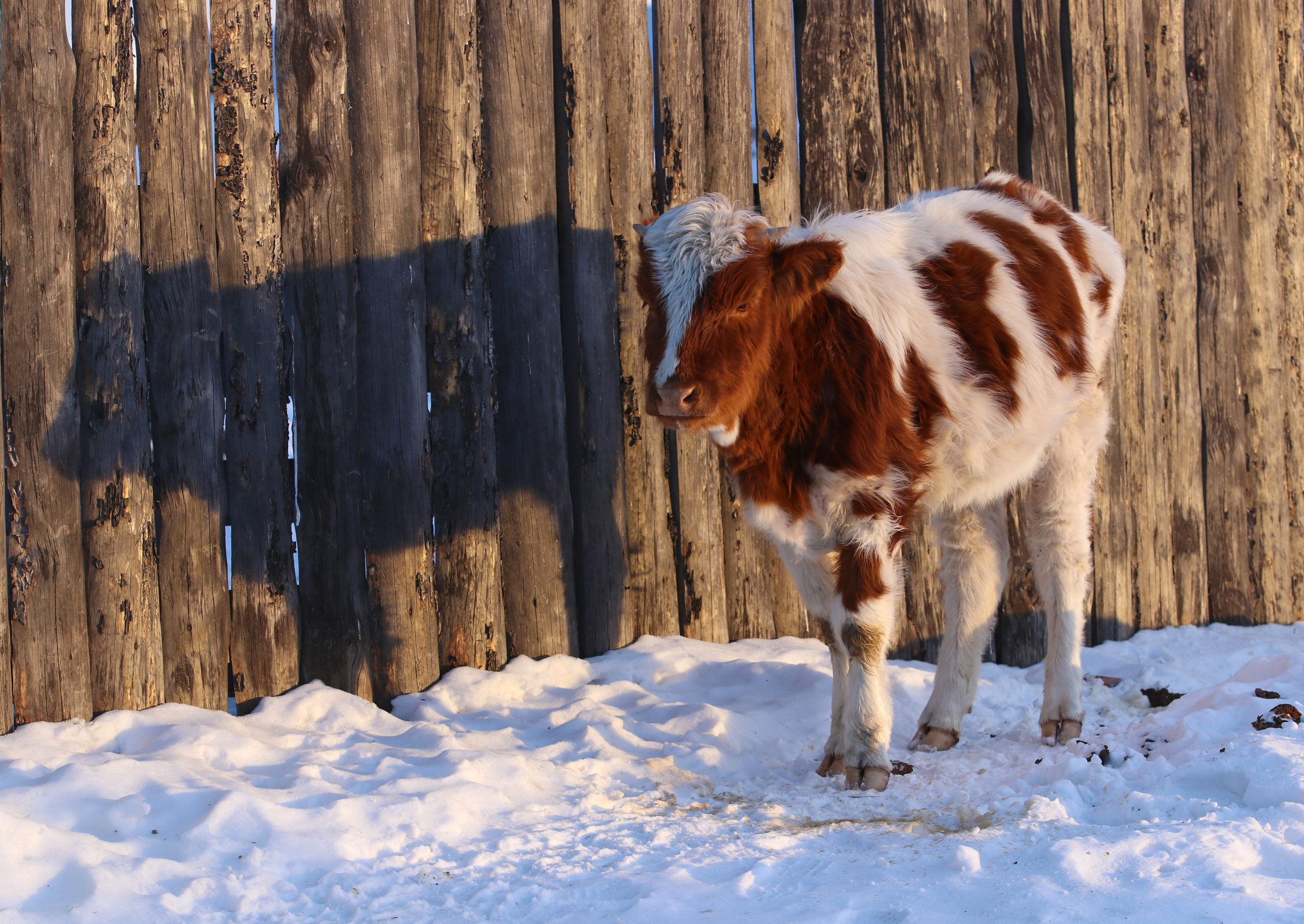 Аршан. Февраль 2025. Путешественник-фотограф из Санкт-Петербурга Татьяна Свистулина