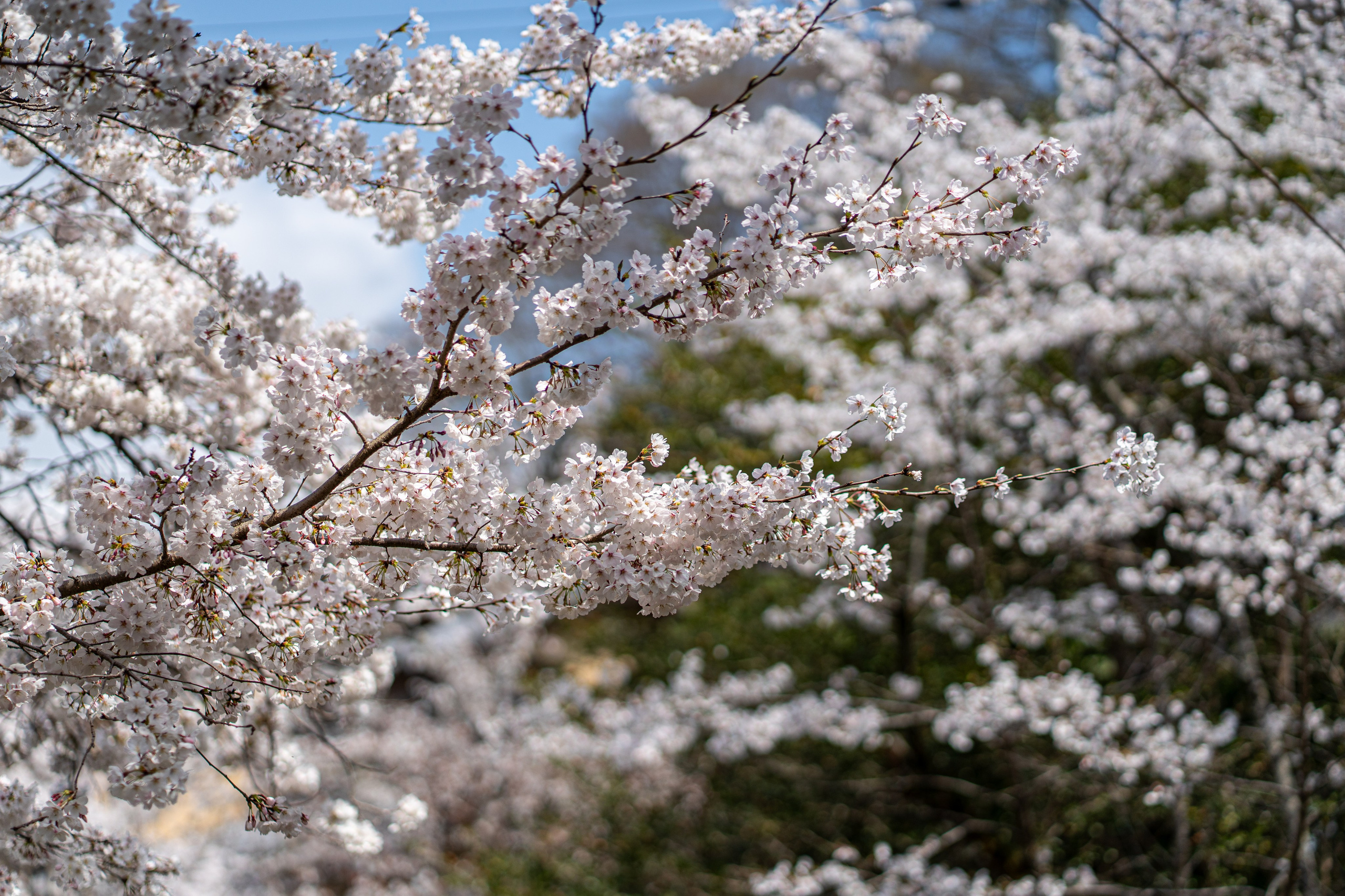 Япония, сакура. Творческие сьемки