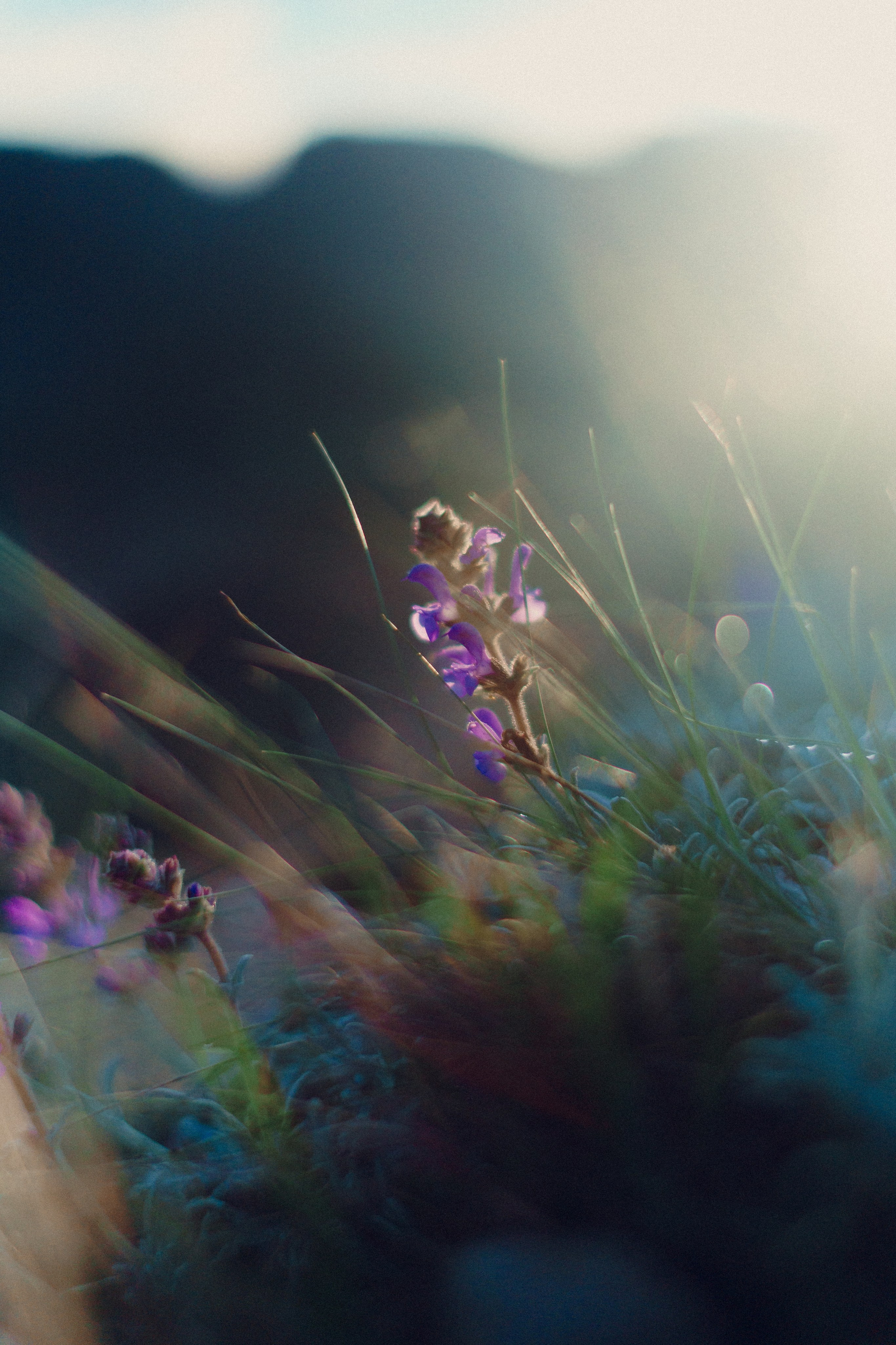 Botanical. Портретный и свадебный фотограф в Москве и Санкт-Петербурге. Учитель фотографии онлайн и оффлайн