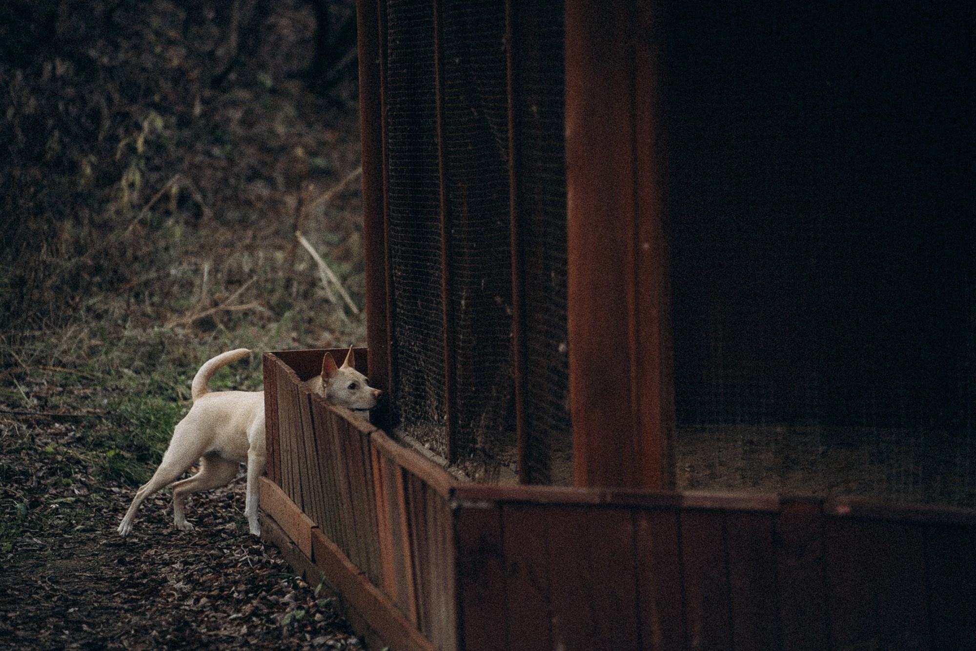 Туся. Фотограф анималист в Москве и Санкт-Петербурге Свиридова Анна