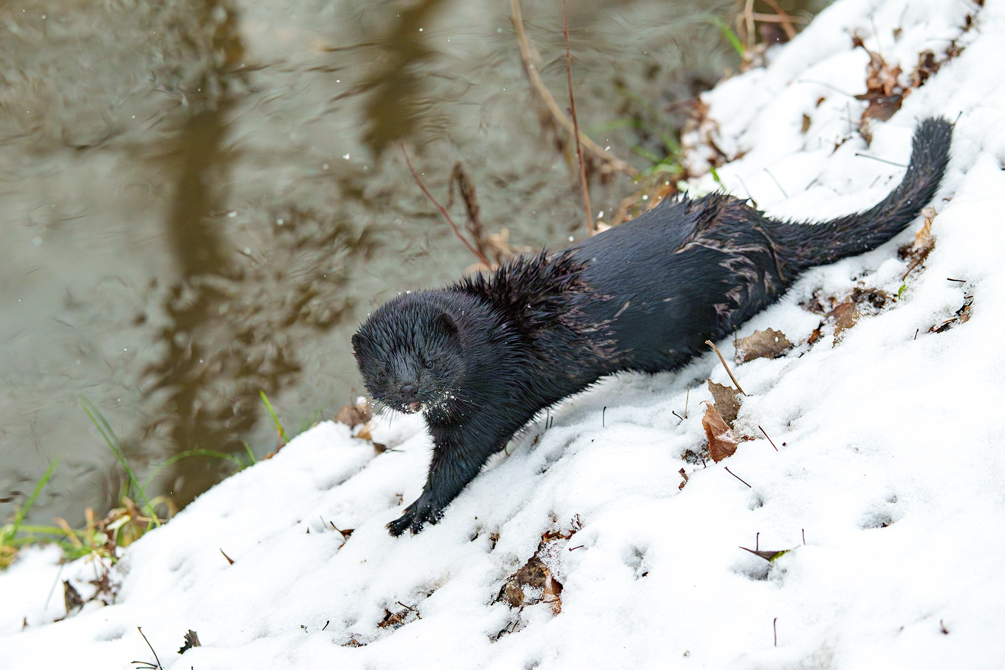 Животные. Ваш личный фотограф Марина Волкова