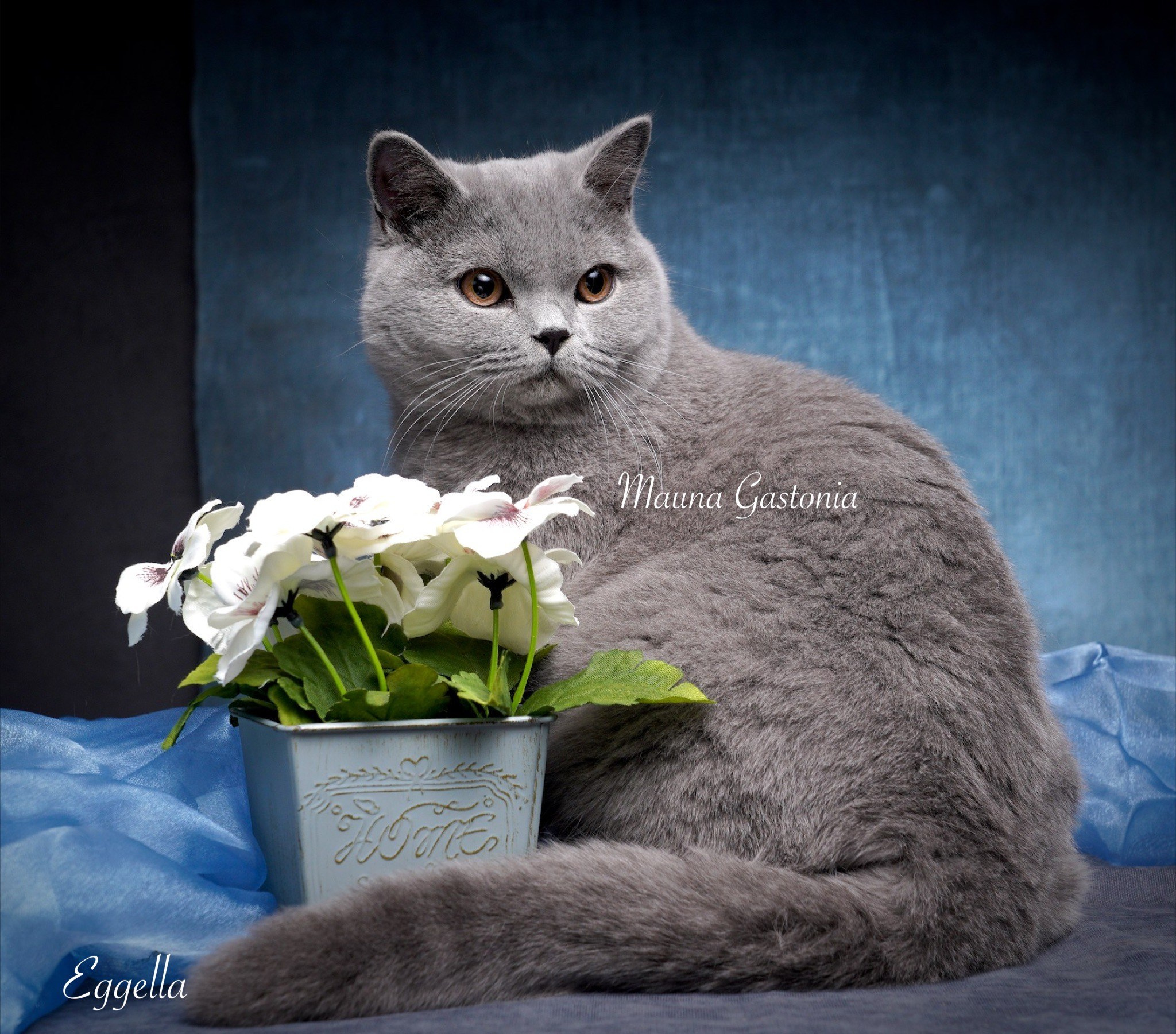 Eggella. Mauna Gastonia