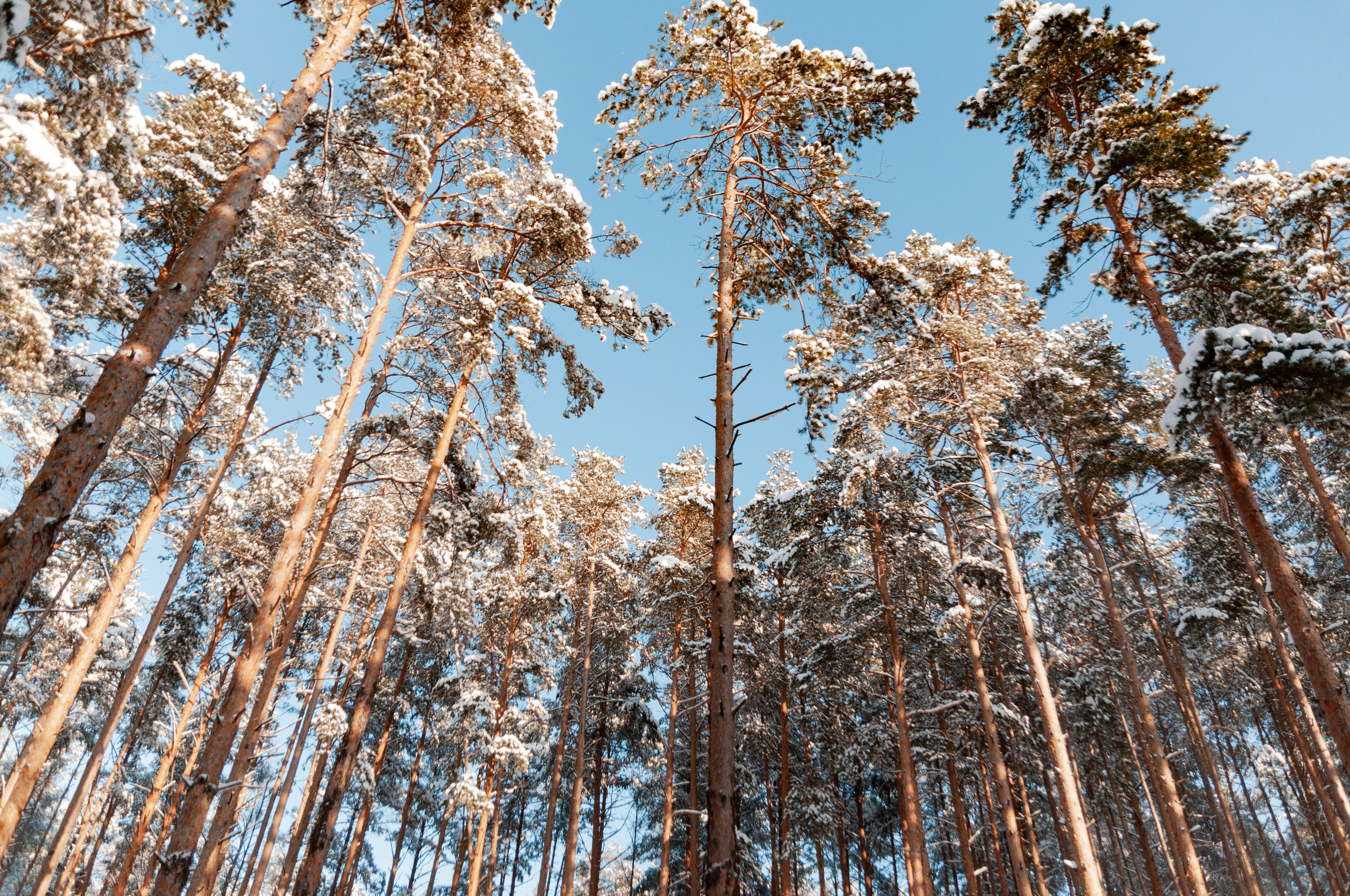 КСЮША+ВАЛЕРА+АВРОРА+РОБЕРТ. Фотограф в Ярославле Грибанова Ирина