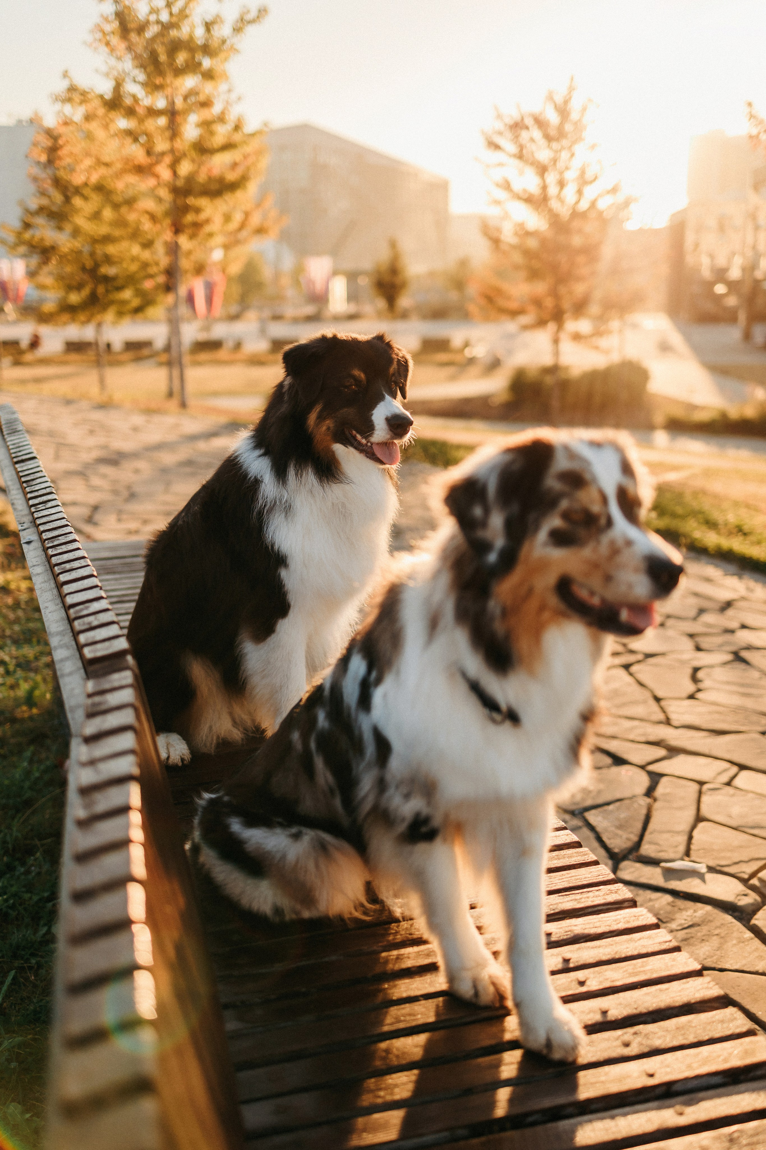 Аня, Чарли и Ева. Фотограф-анималист Елена Радченко, Москва