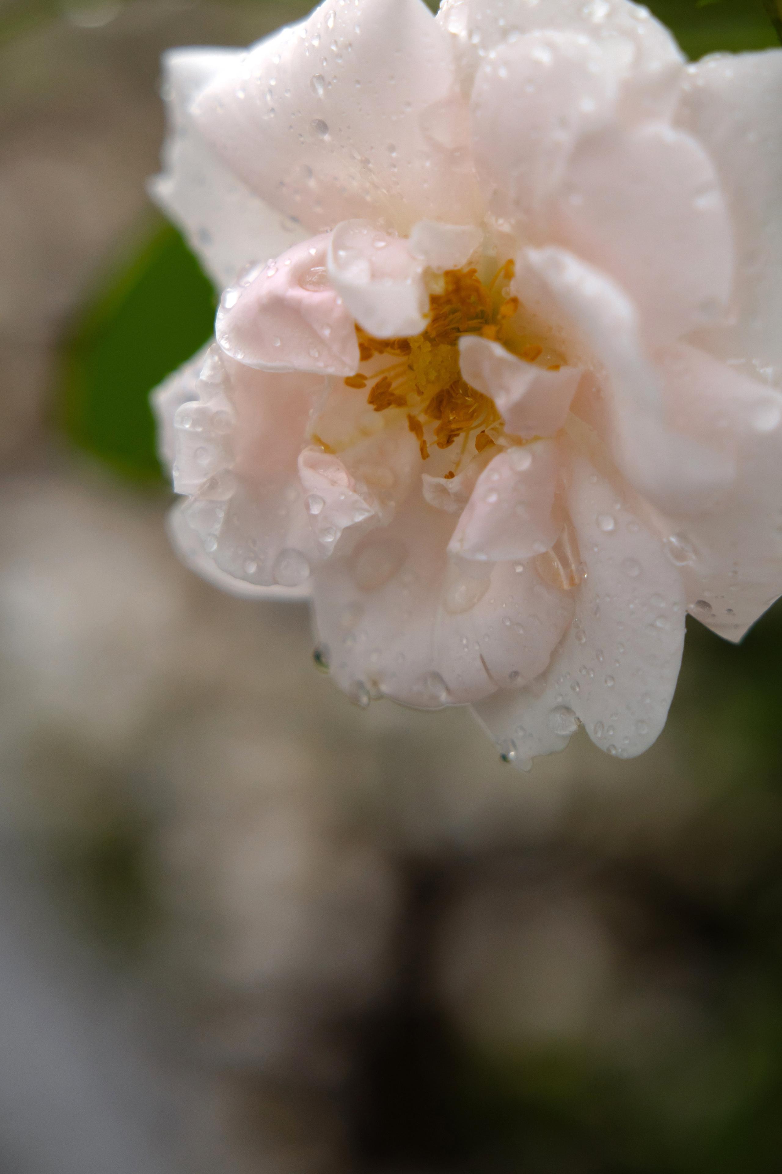 Илья и Евгения. Свадебный фотограф Анна Бабахина