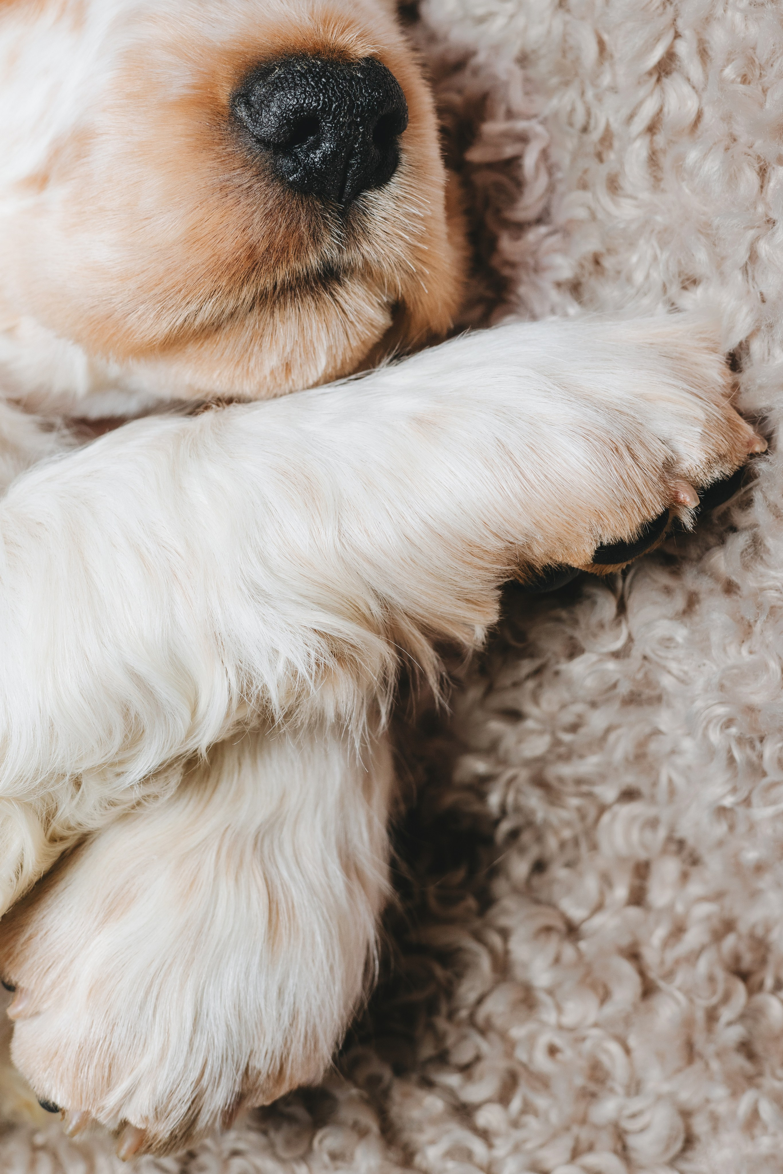 Английские коккер-спаниели. Фотограф анималист Осипчикова Мария