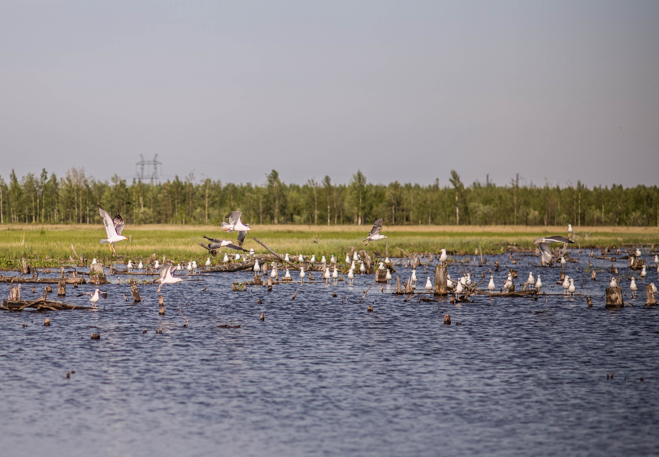 Сургут. Фотограф в г. Сургуте Марина Киприна
