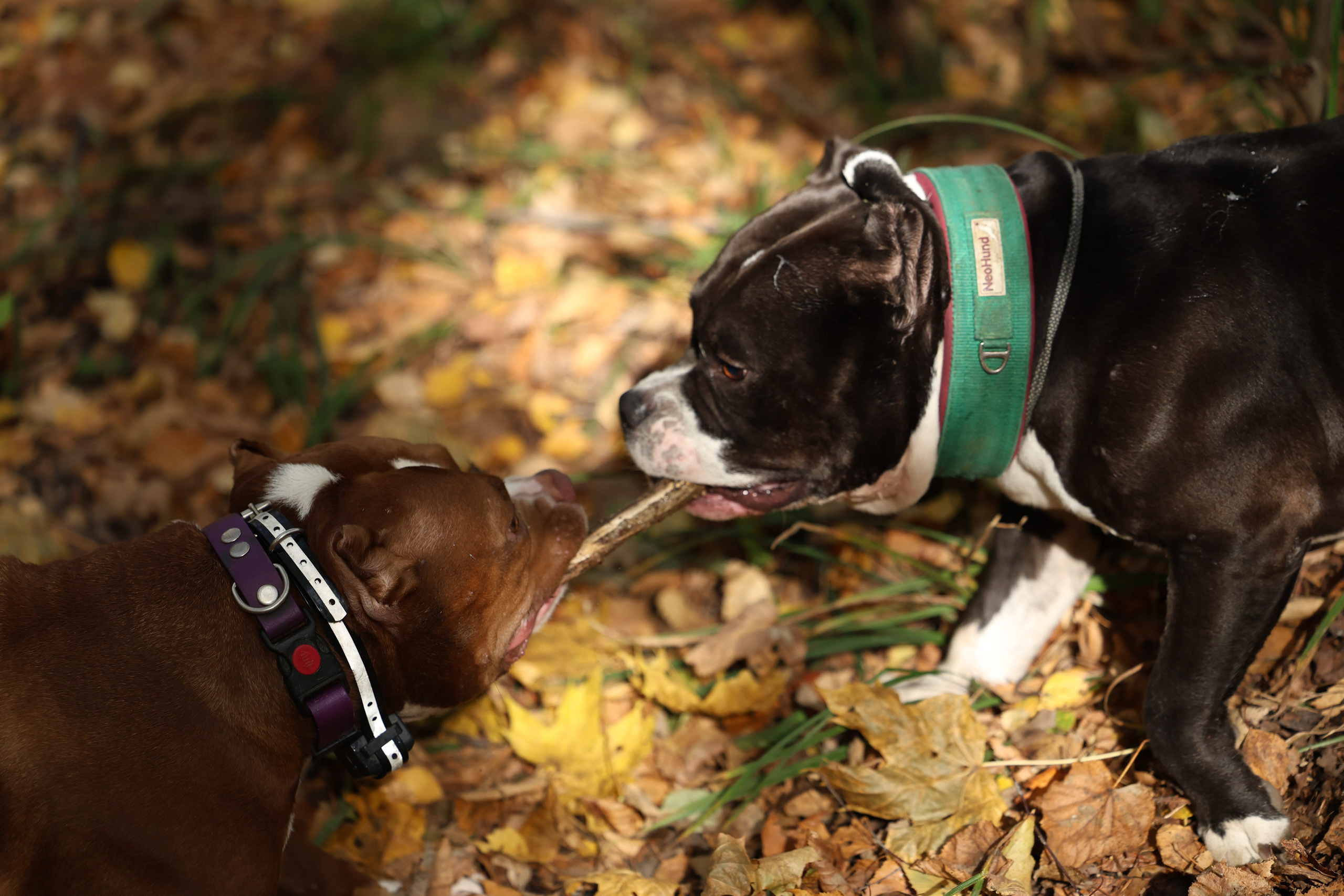Бумер. Виктория Михайловская. Фотограф-анималист. Москва