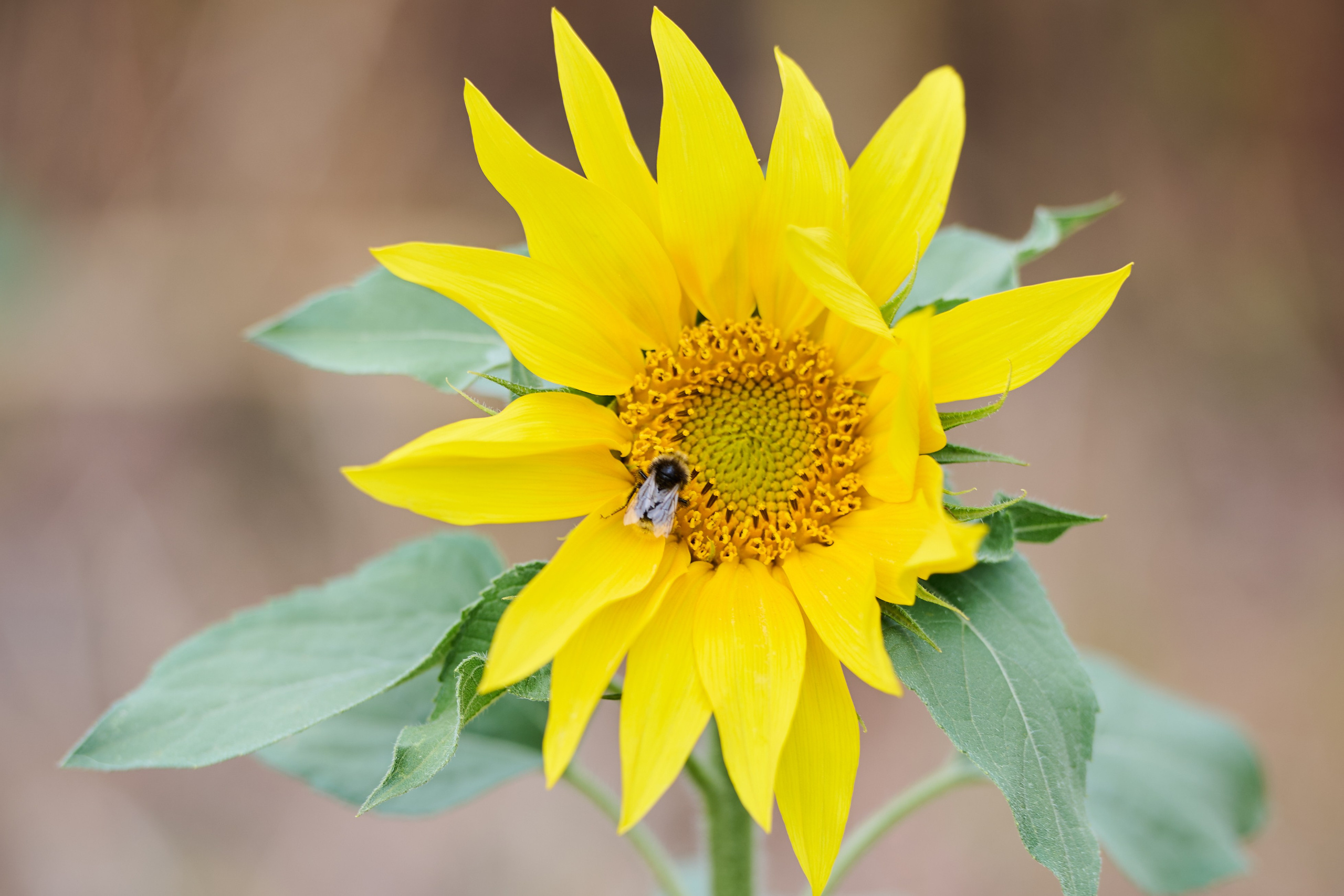 Самарский День поля 2025. Фотограф в Самаре