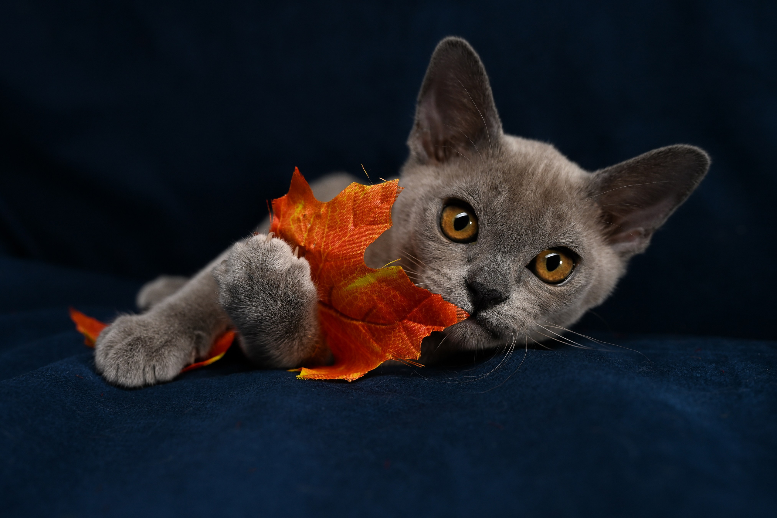 Котята. Фотограф-анималист в Санкт-Петербурге Анастасия Иванова