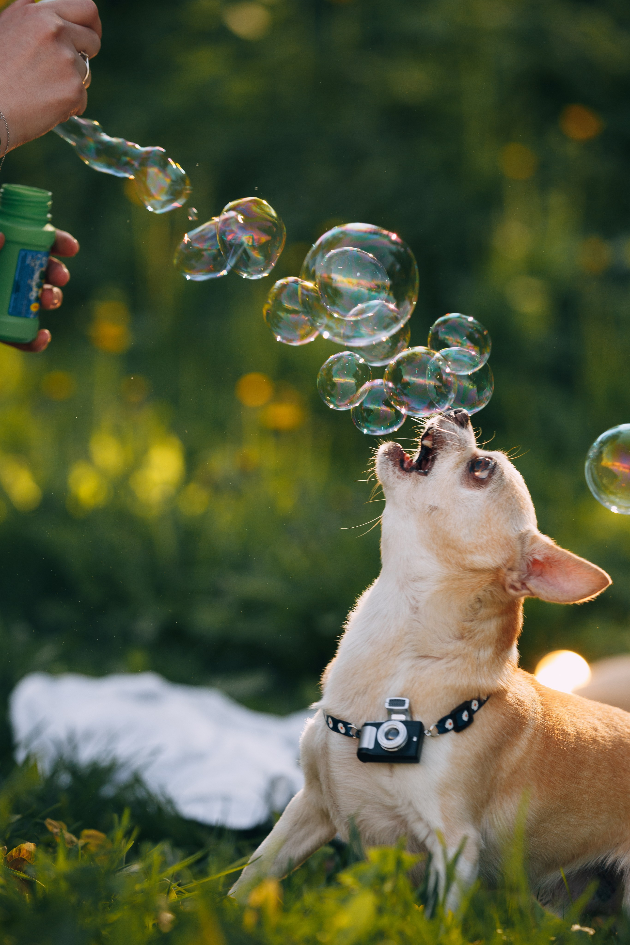 Оля, Патрик, Мейли и Джонни. Фотограф анималист Кристина Карпова, Москва
