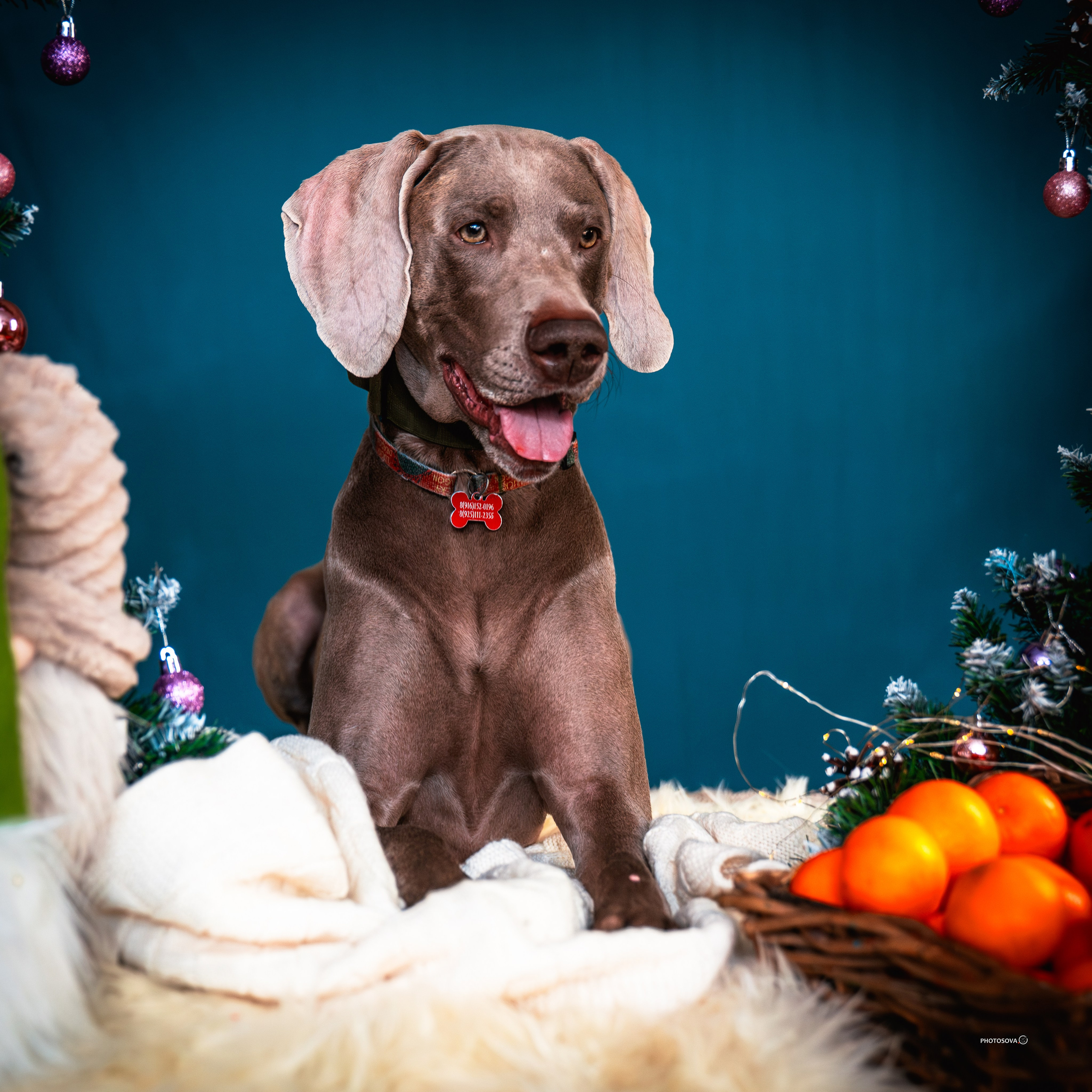 ФОТОПАМЯТЬ ВАШИХ ЭМОЦИЙ. Фотограф-анималист, семейный фотограф в Москве и Подмосковье. Фотосъёмка кинологических дисциплин