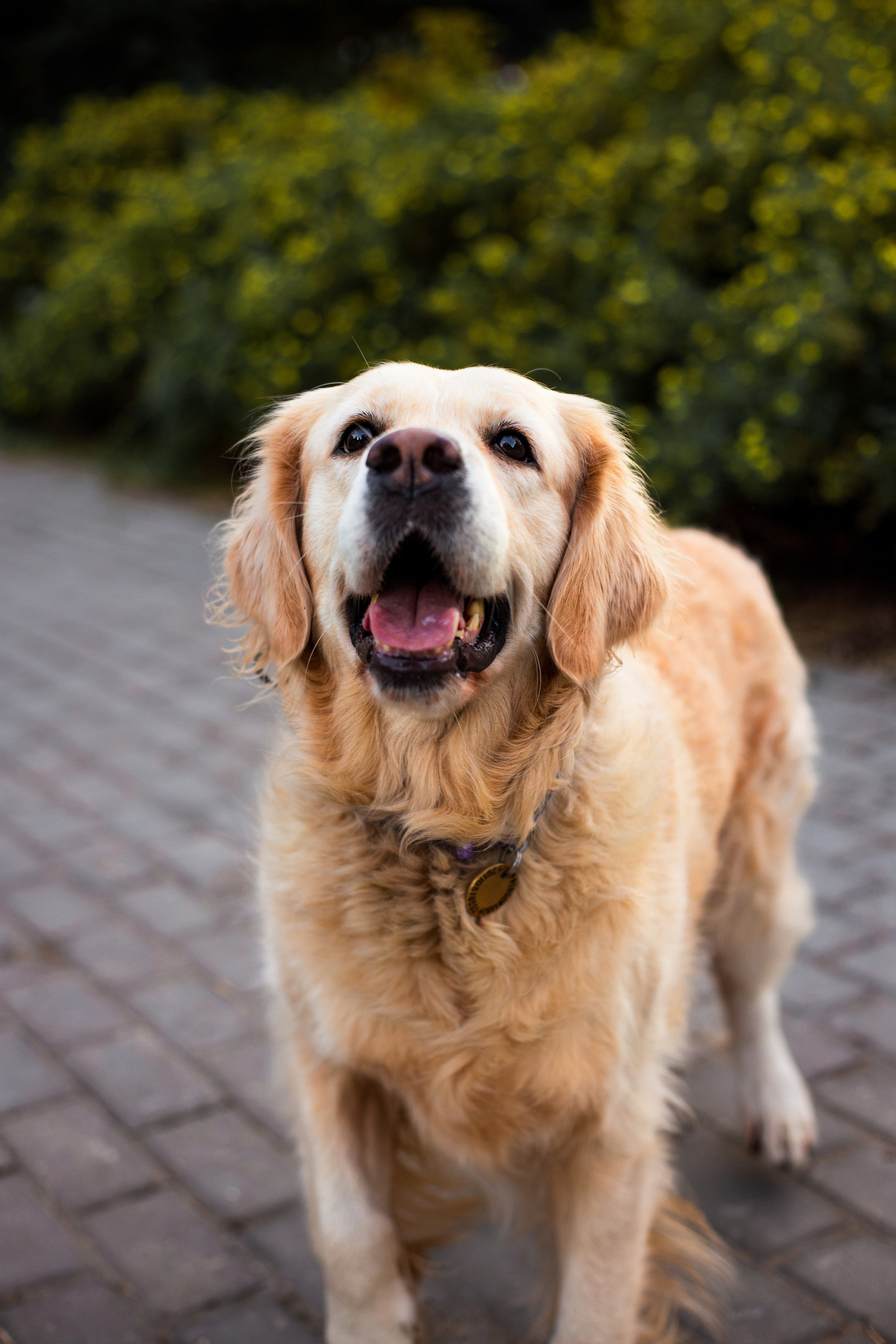 Юля и Мэй. Фотограф-анималист Мария Баркевич | Москва