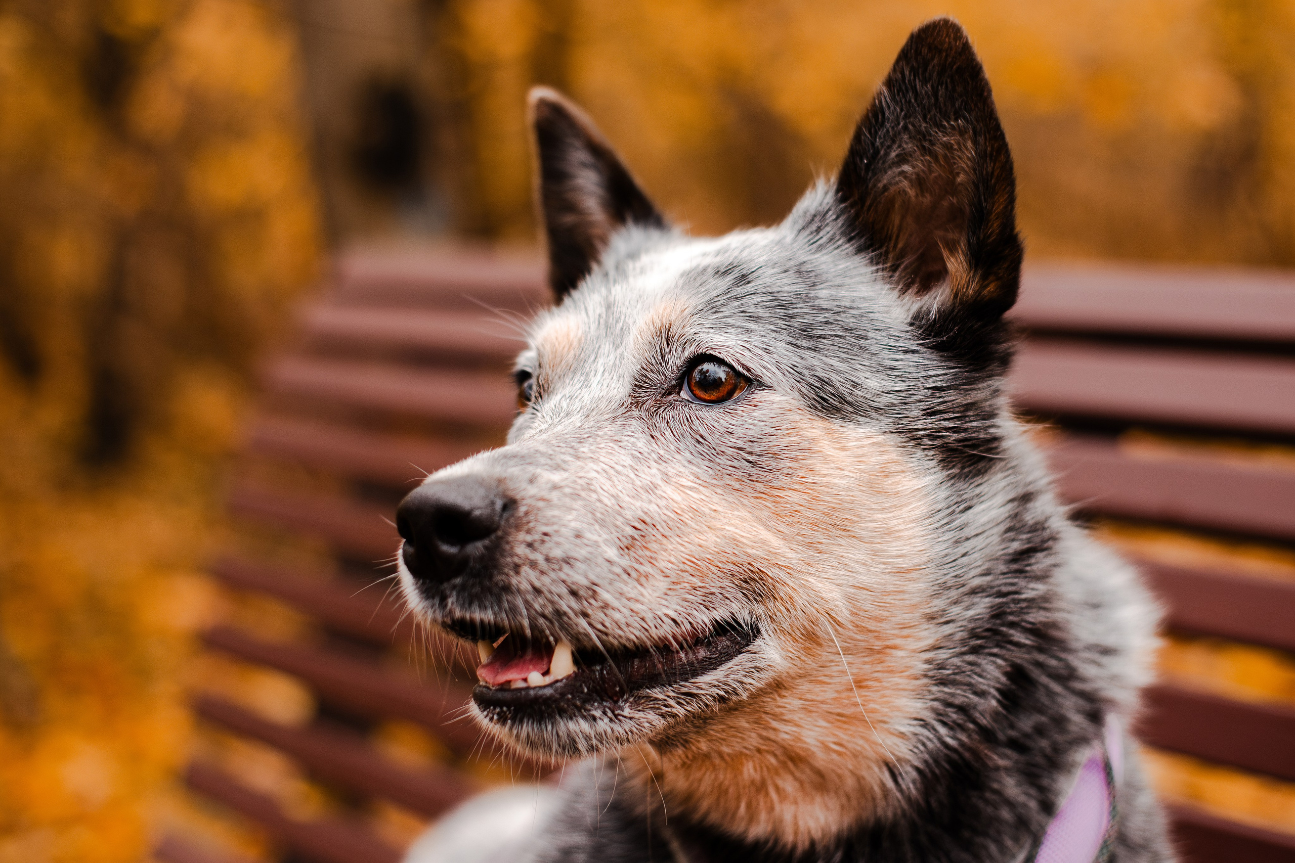 Юля, Антон и Лу. Фотограф-анималист Мария Баркевич | Москва