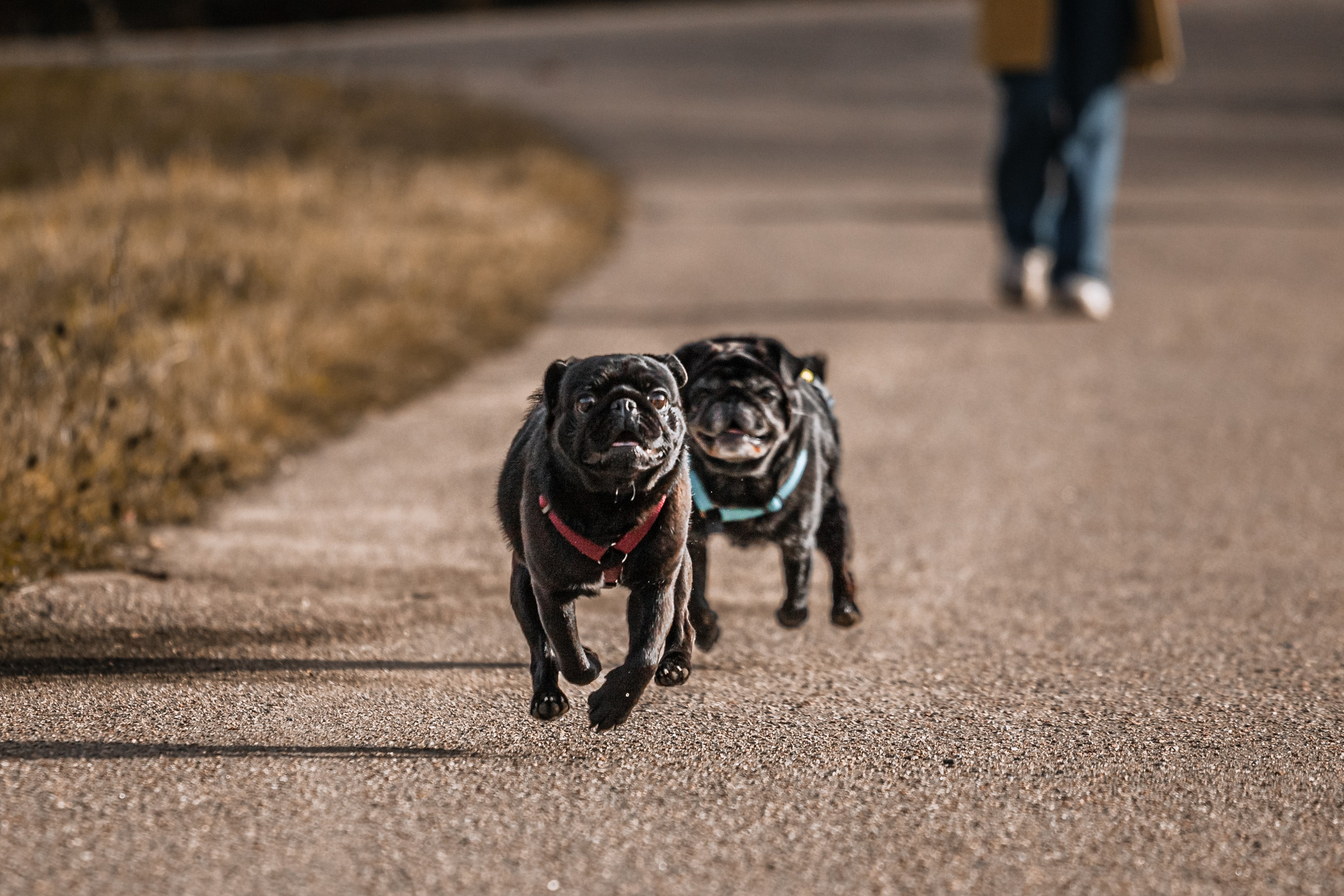 Оля, Харви, Луис. Фотограф-анималист Татьяна Степанова