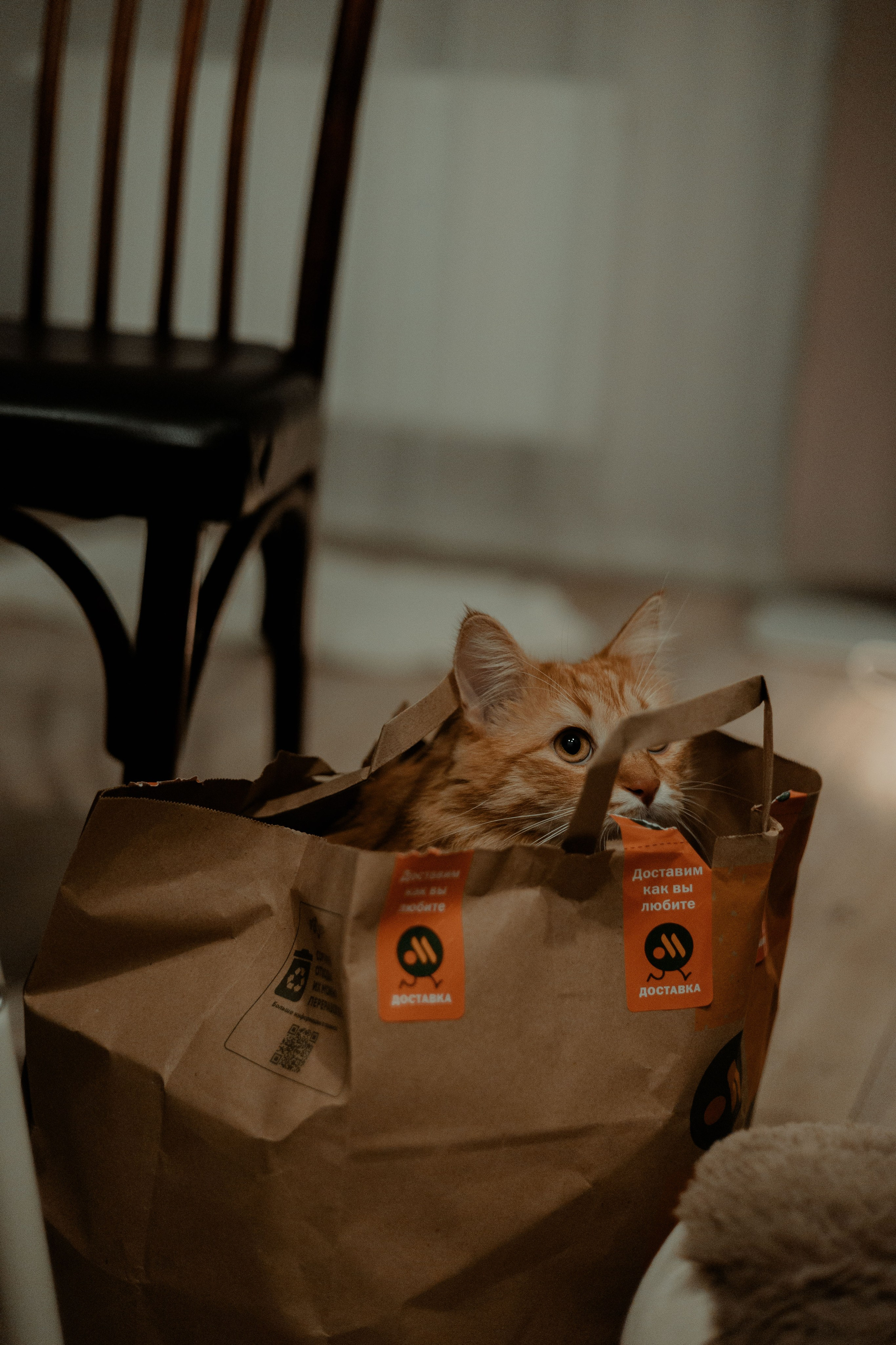 Рыжий Маффин, Алёна и Антон. Фотограф Анималист Екатерина Справцева в Нижнем Новгороде