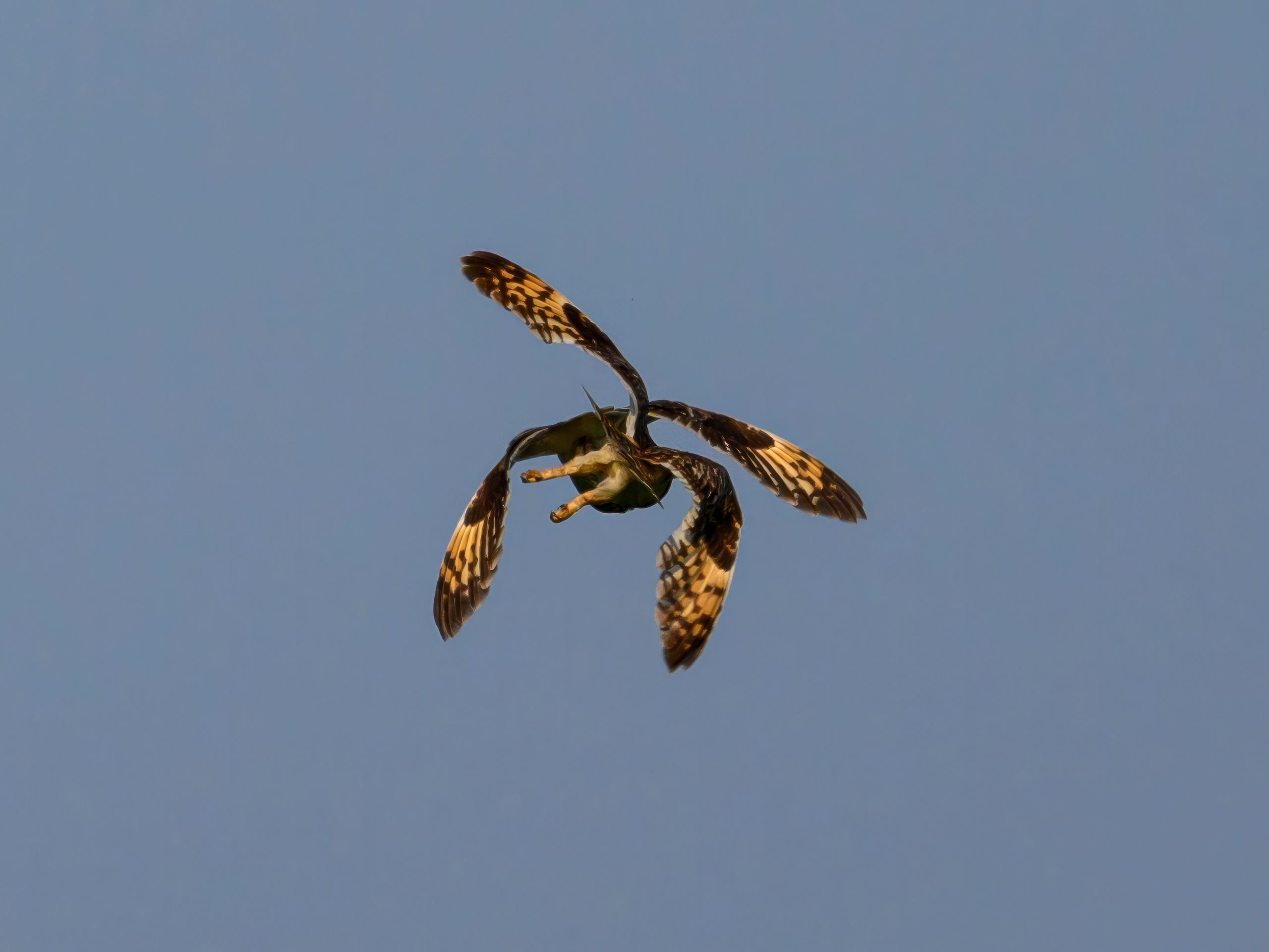 Совы делят территорию. Фотограф Сергей Пупонин